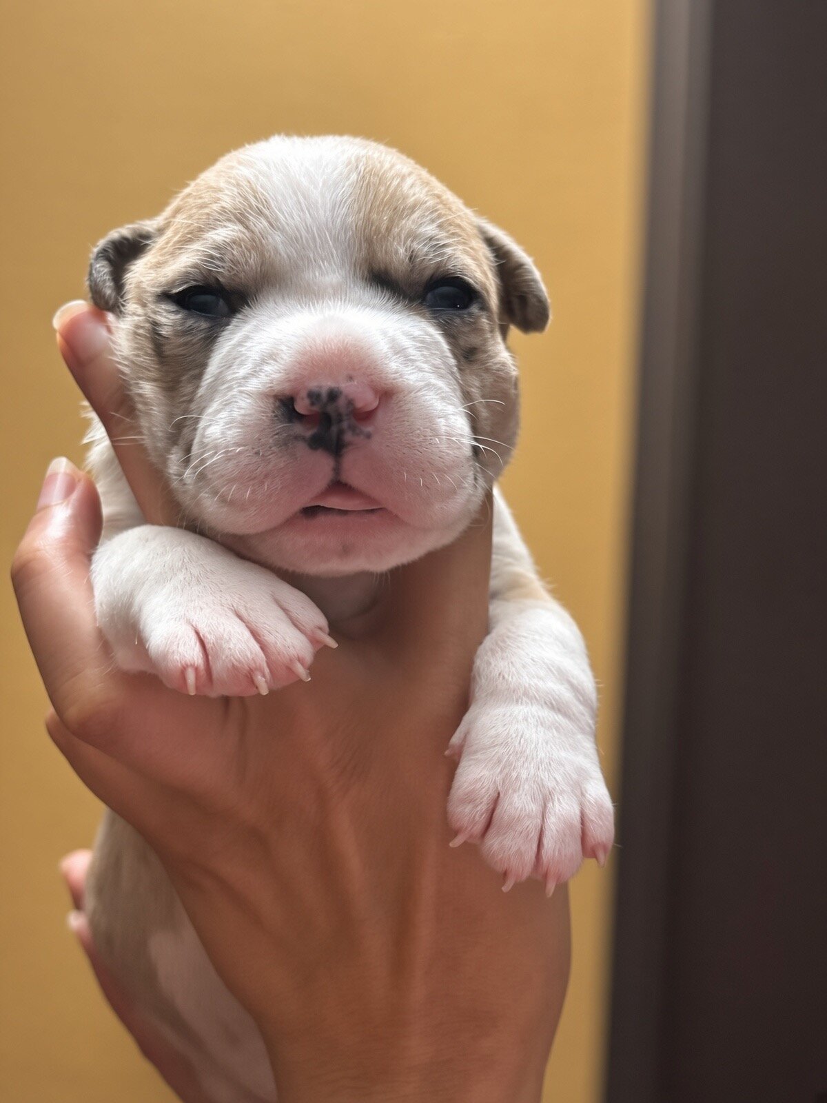 Charming Sapphire Fawn Classic Bully Boy image 4