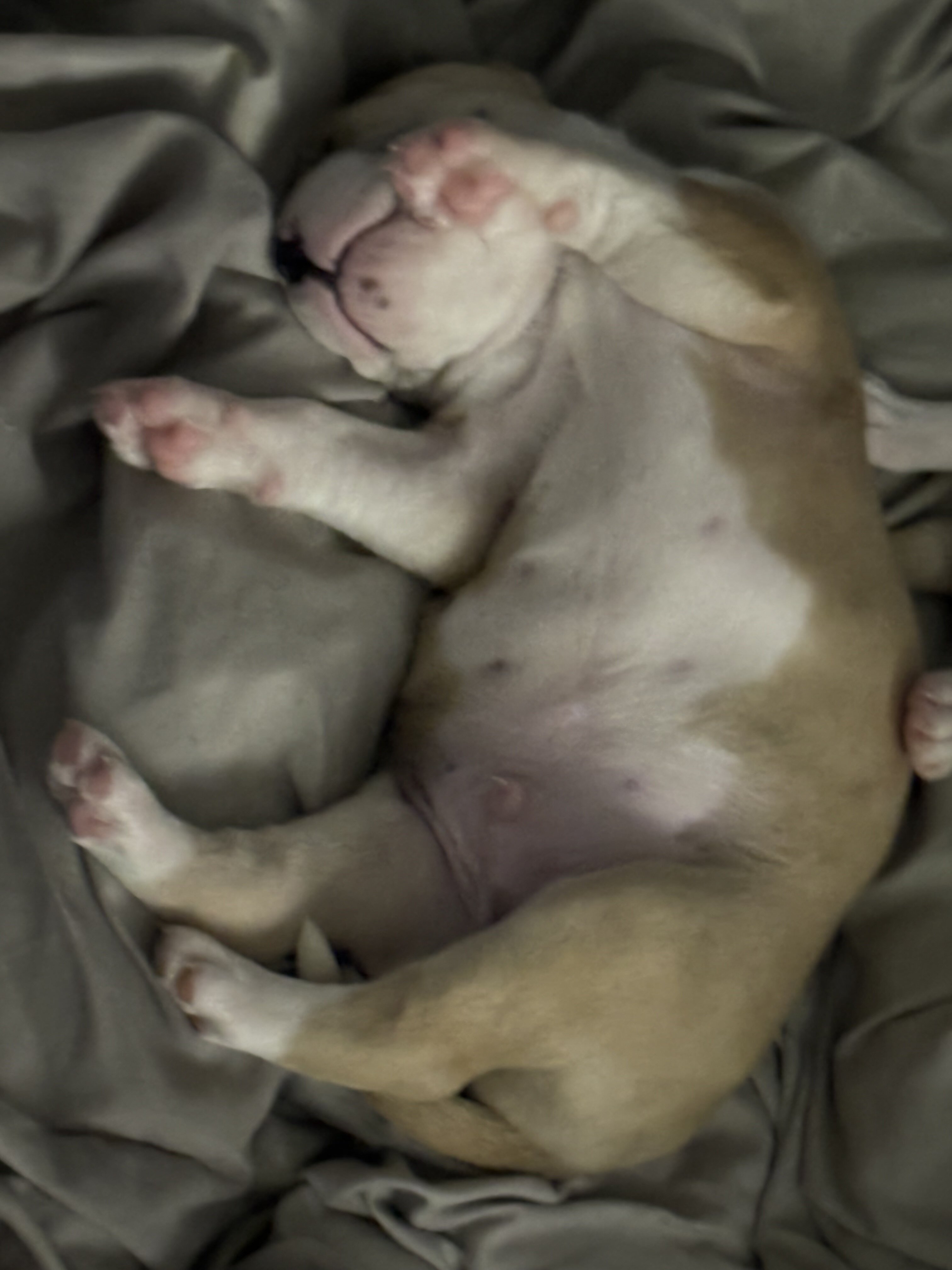 Charming Sapphire Fawn Classic Bully Boy image 8
