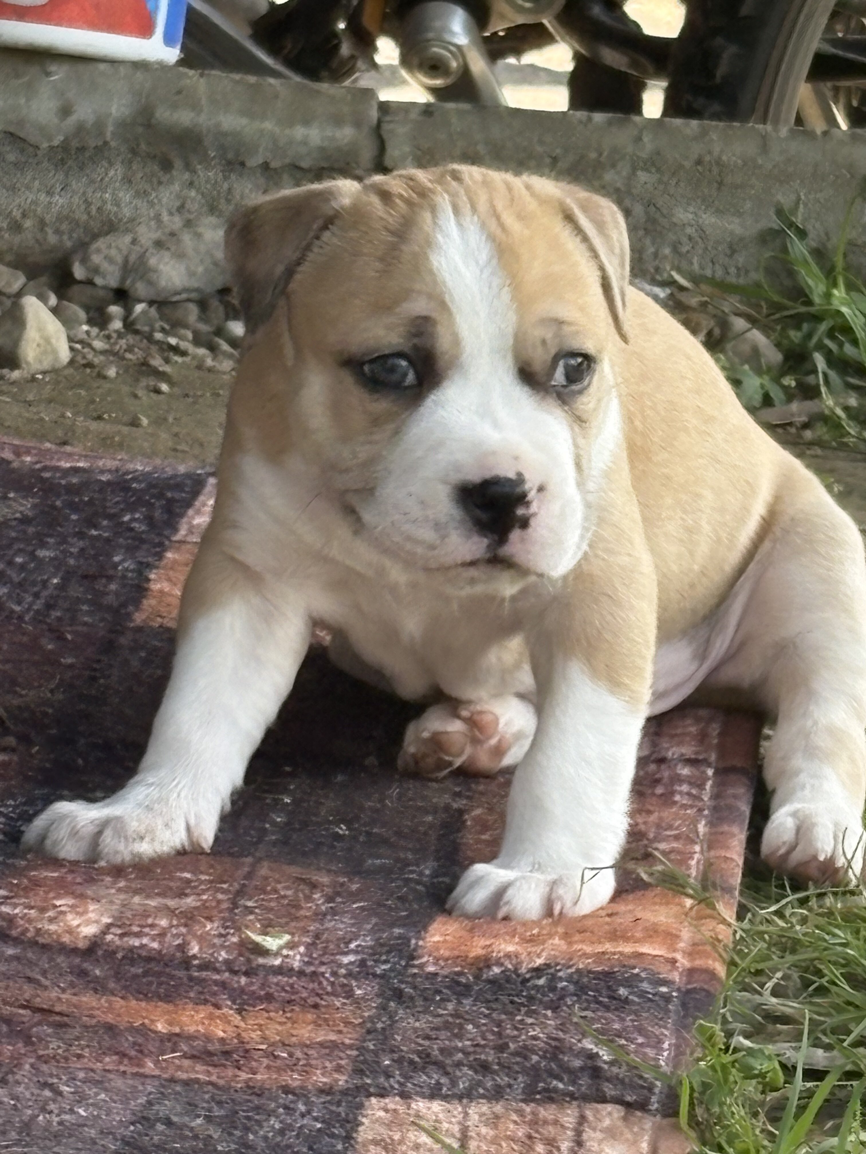 Charming Sapphire Fawn Classic Bully Boy image 2