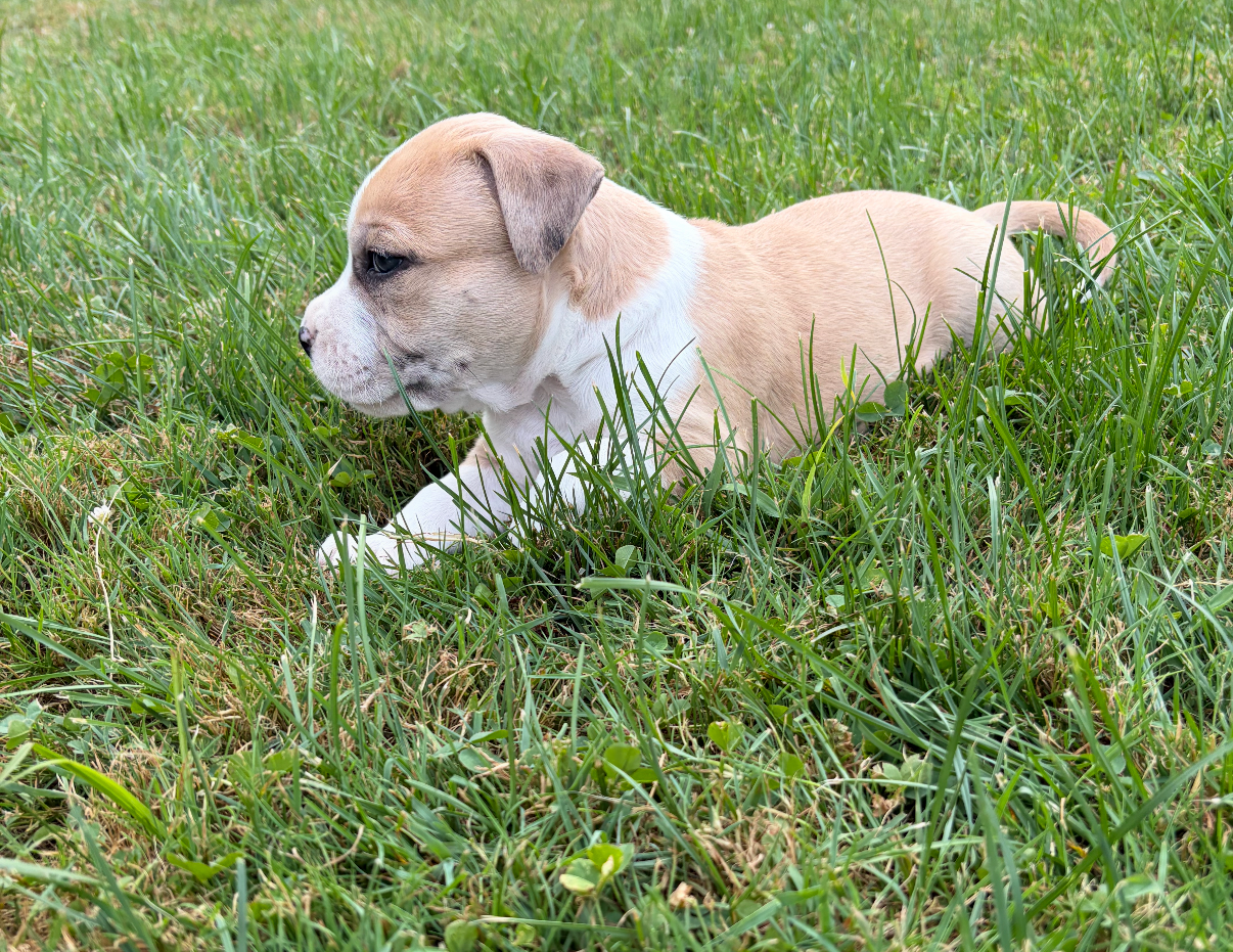 Charming Sapphire Fawn Classic Bully Boy image 1