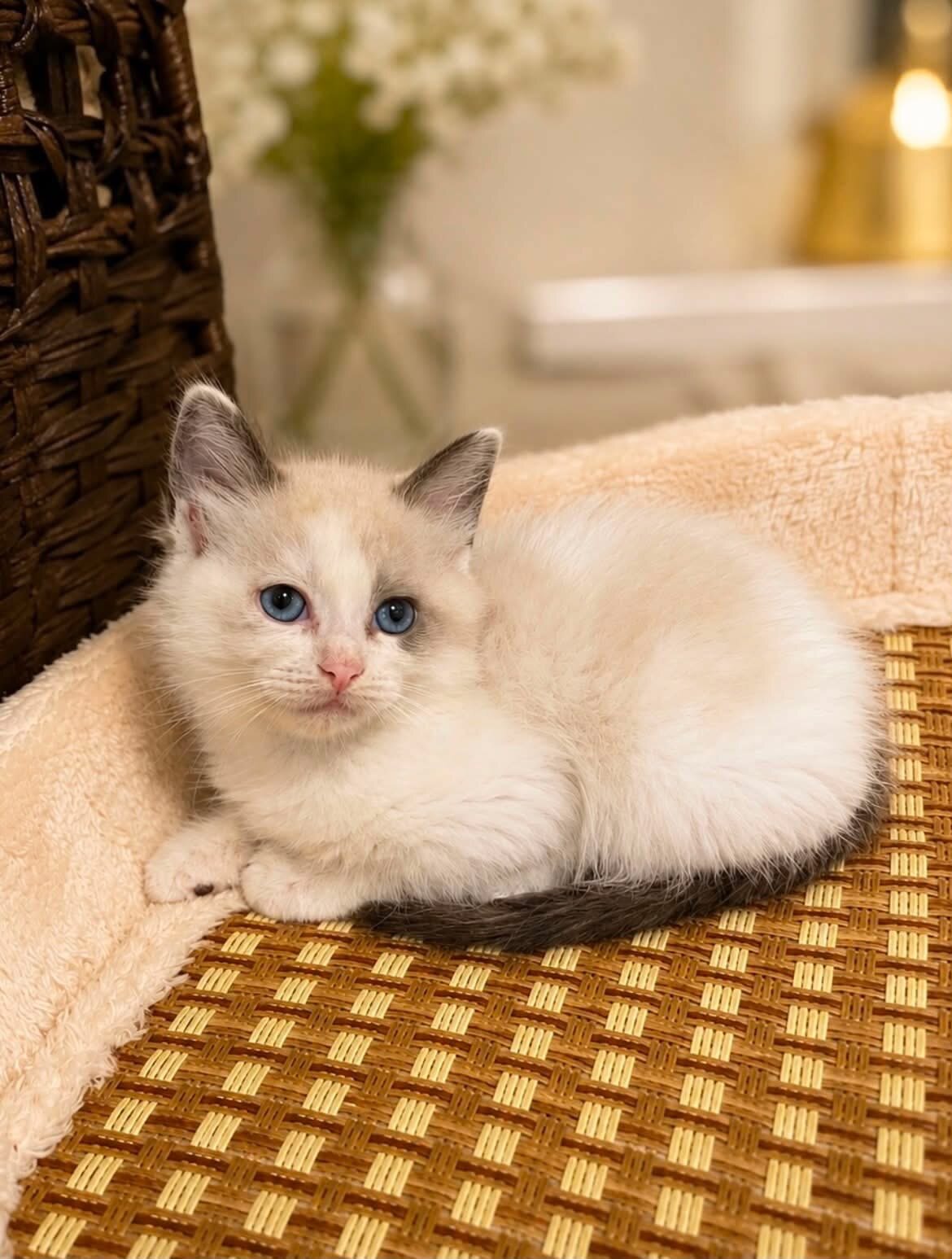 Ragdoll Kittens image 2