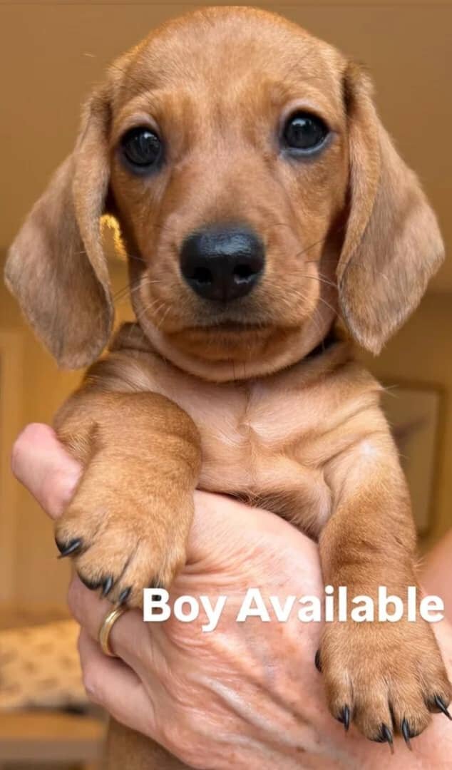 KC Reg Miniature Smooth Haired Dachshund Puppies image 2