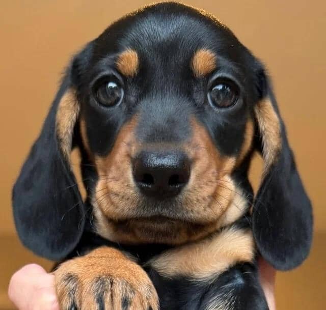 KC Reg Miniature Smooth Haired Dachshund Puppies image 1
