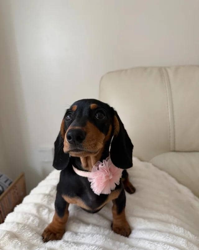 KC Reg Miniature Smooth Haired Dachshund Puppies image 3