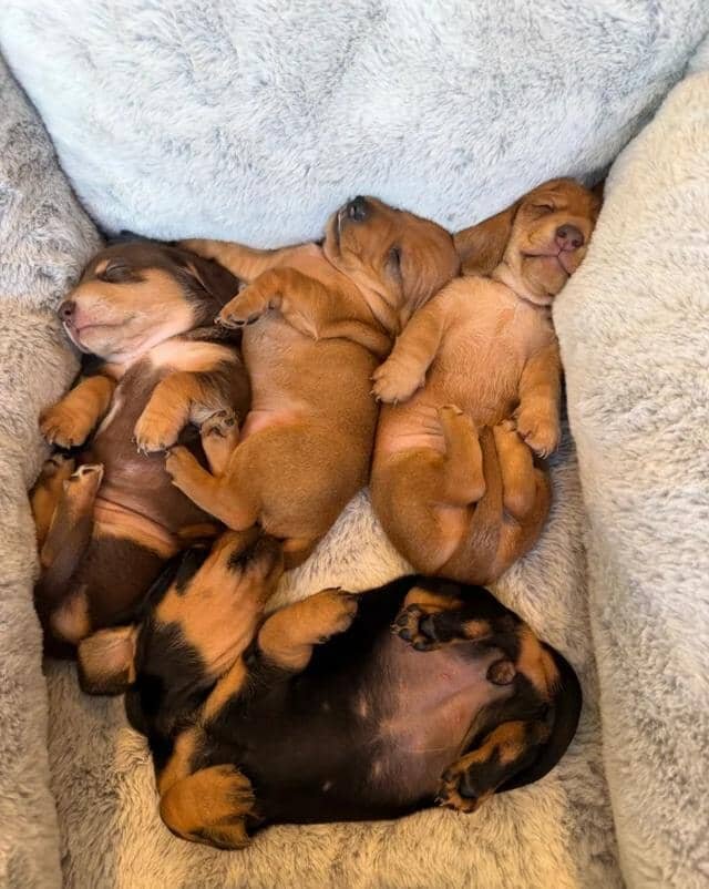 KC Reg Miniature Smooth Haired Dachshund Puppies image 4