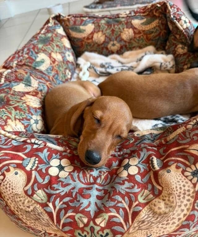 KC Reg Miniature Smooth Haired Dachshund Puppies image 7