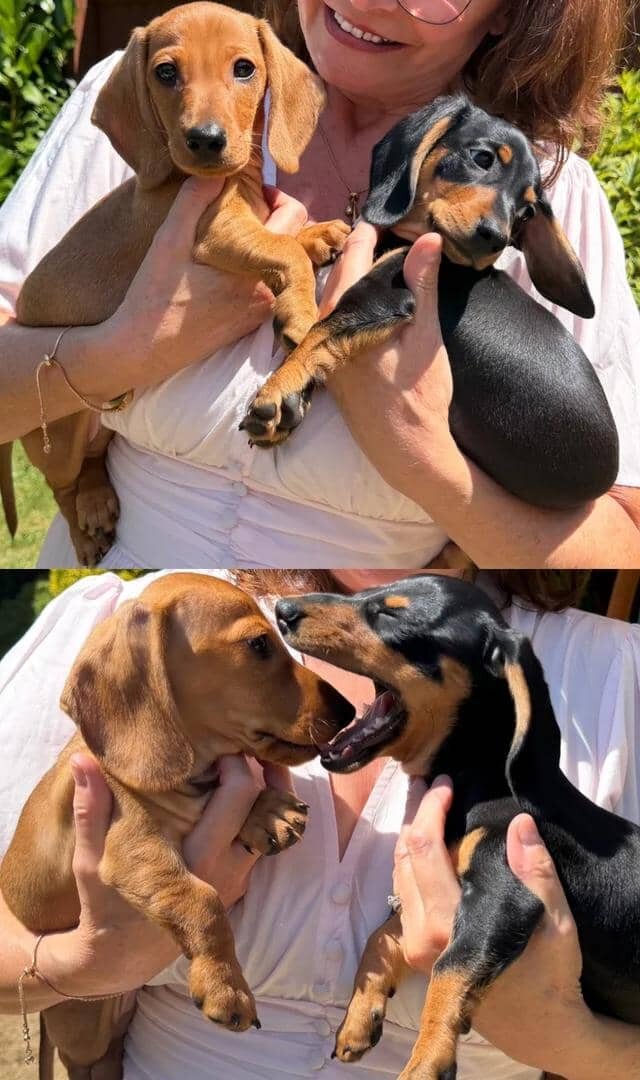 KC Reg Miniature Smooth Haired Dachshund Puppies image 6