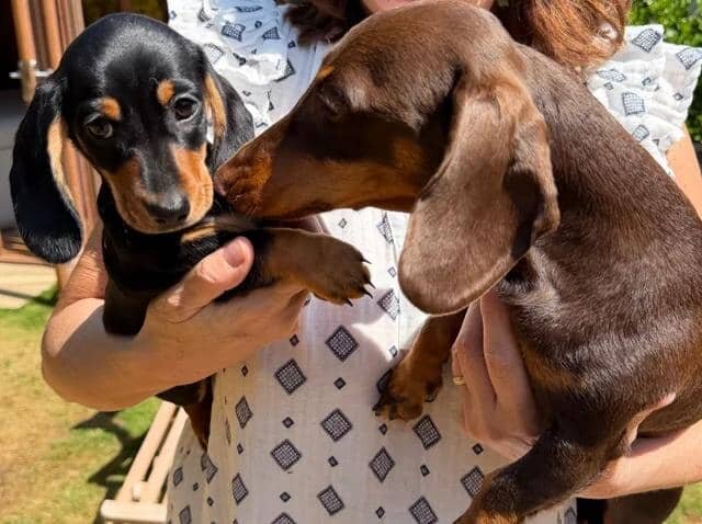 KC Reg Miniature Smooth Haired Dachshund Puppies image 5