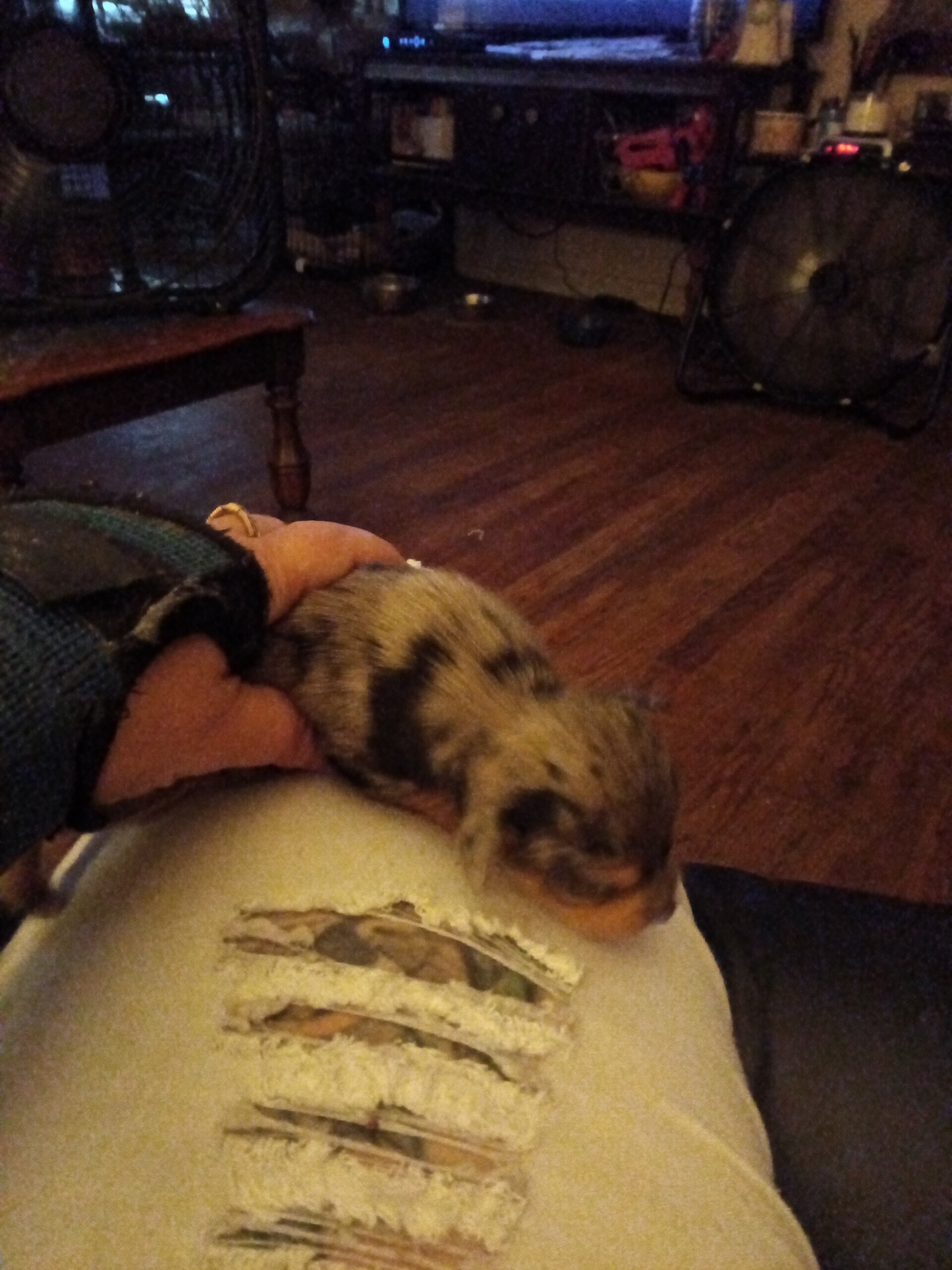 Chiweenie puppies image 6