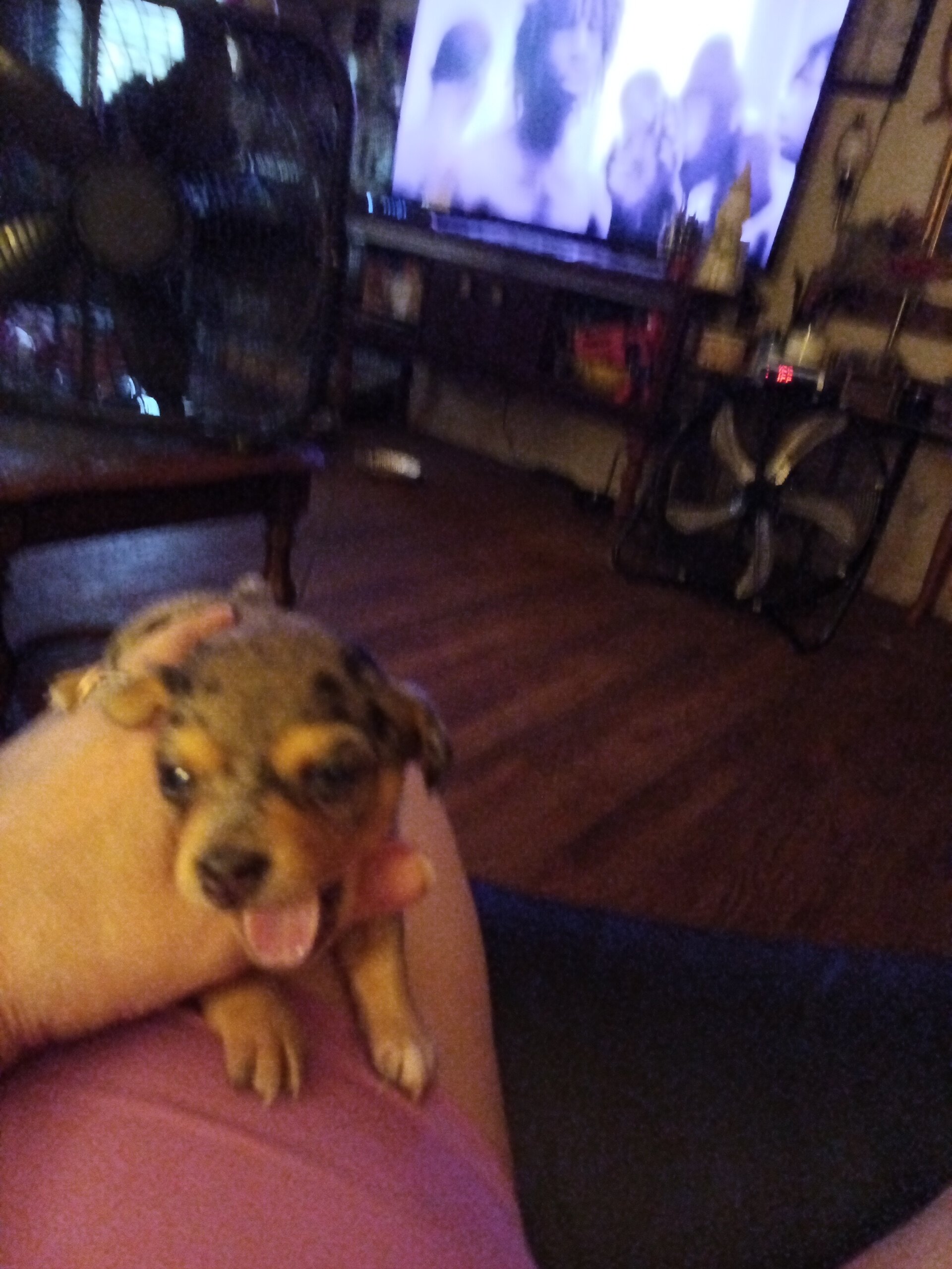 Chiweenie puppies image 2