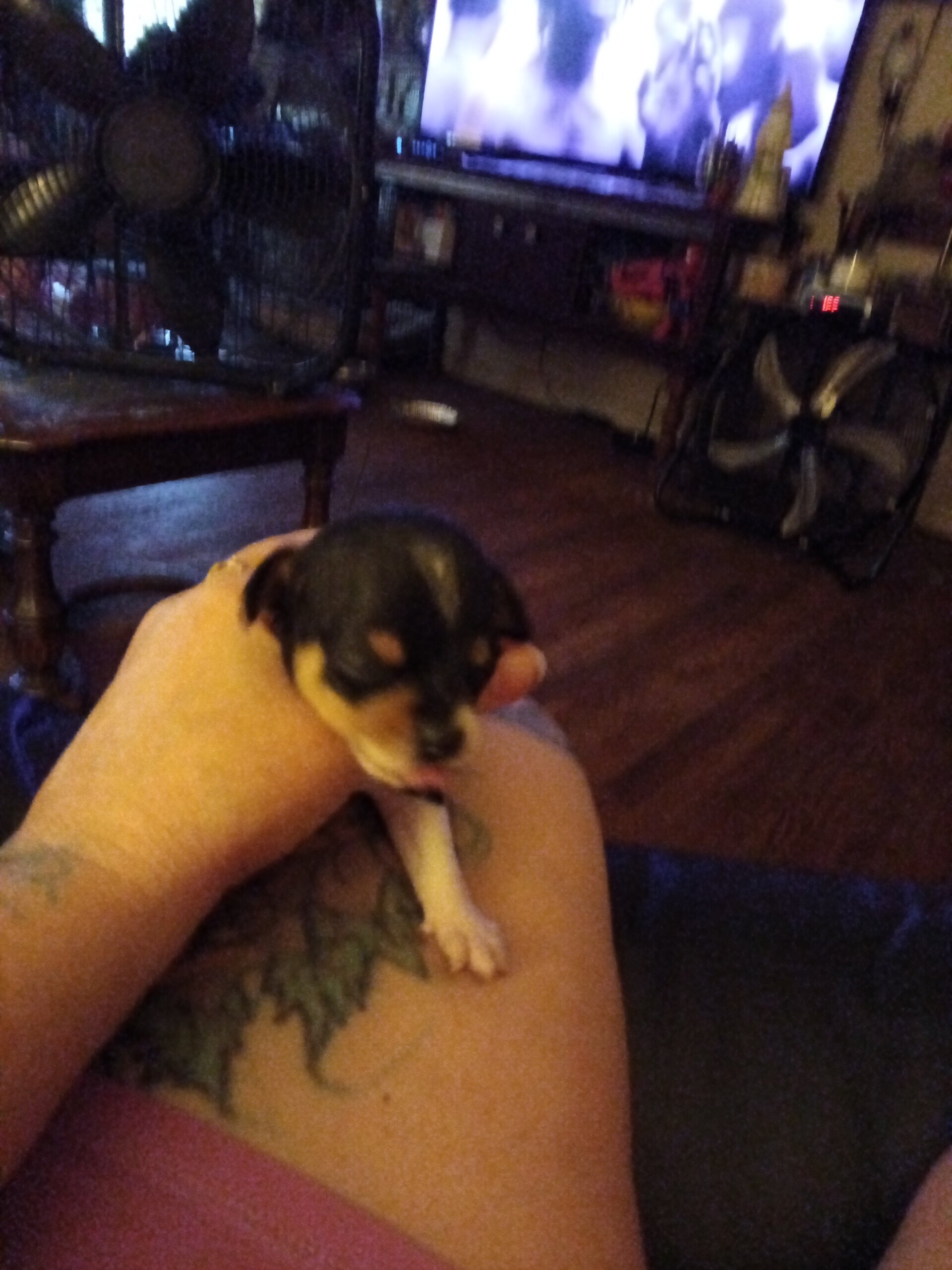 Chiweenie puppies image 1