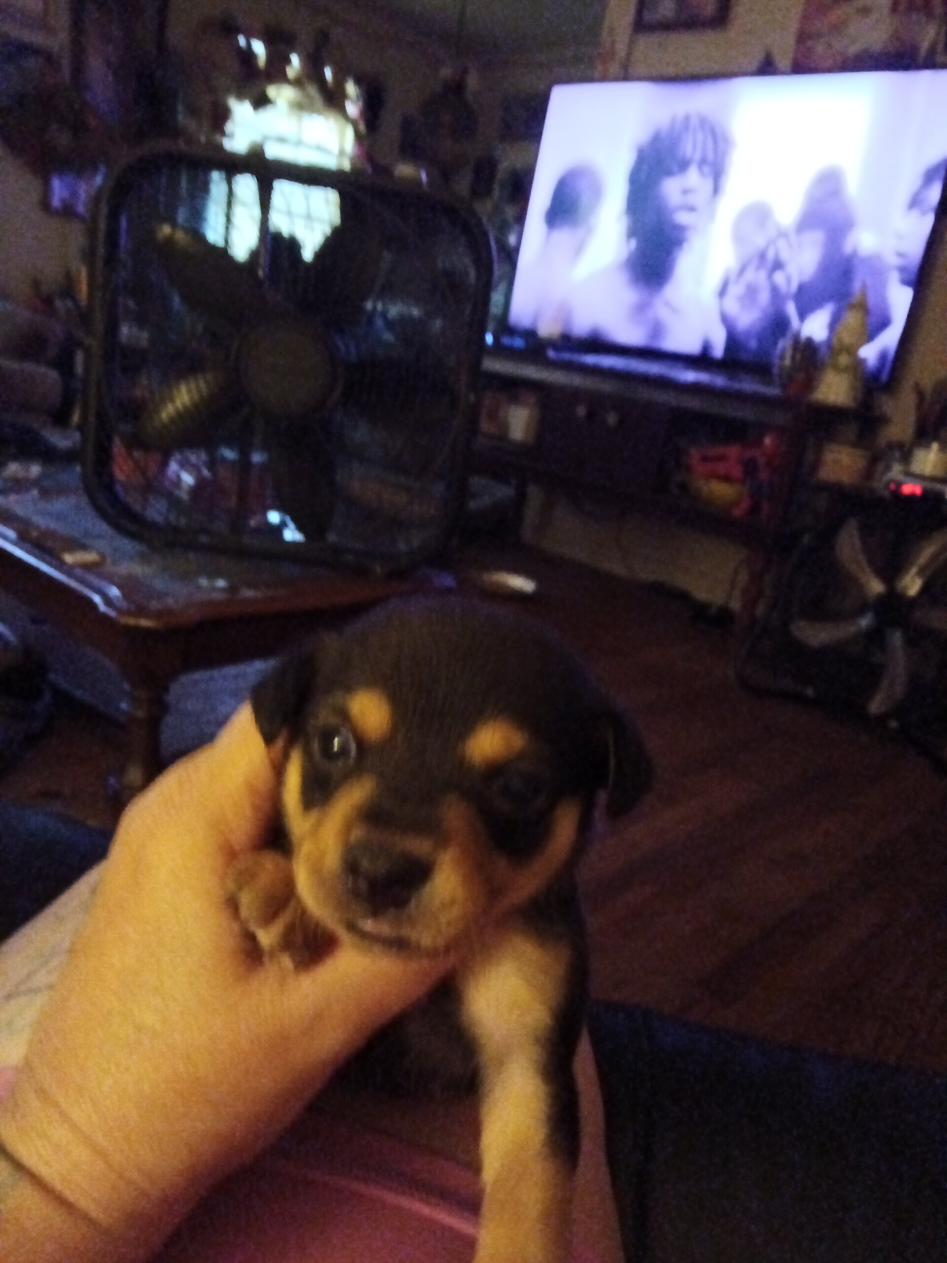 Chiweenie puppies image 8
