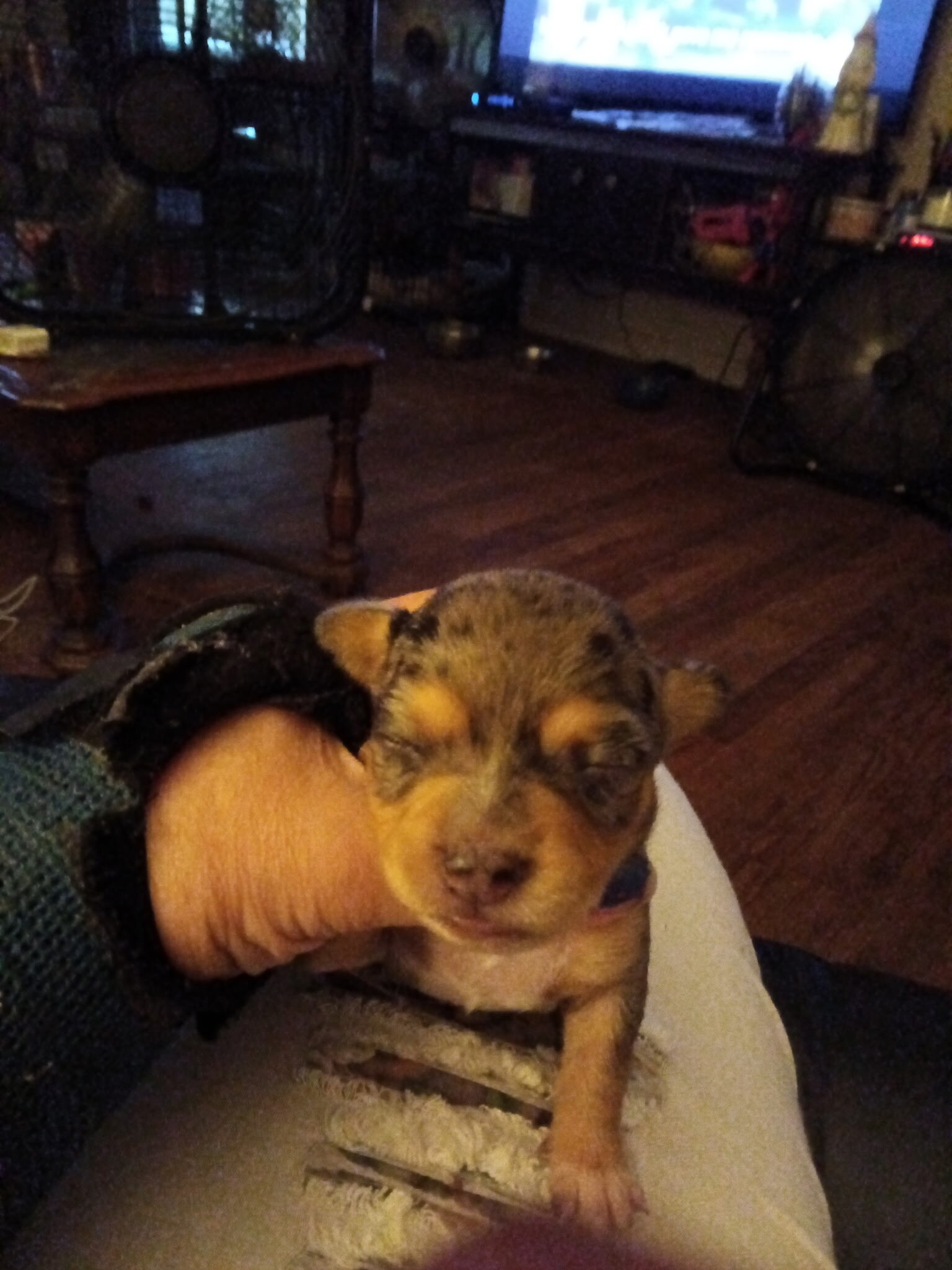 Chiweenie puppies image 5