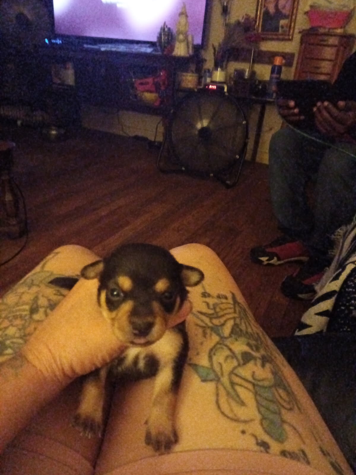 Chiweenie puppies image 4