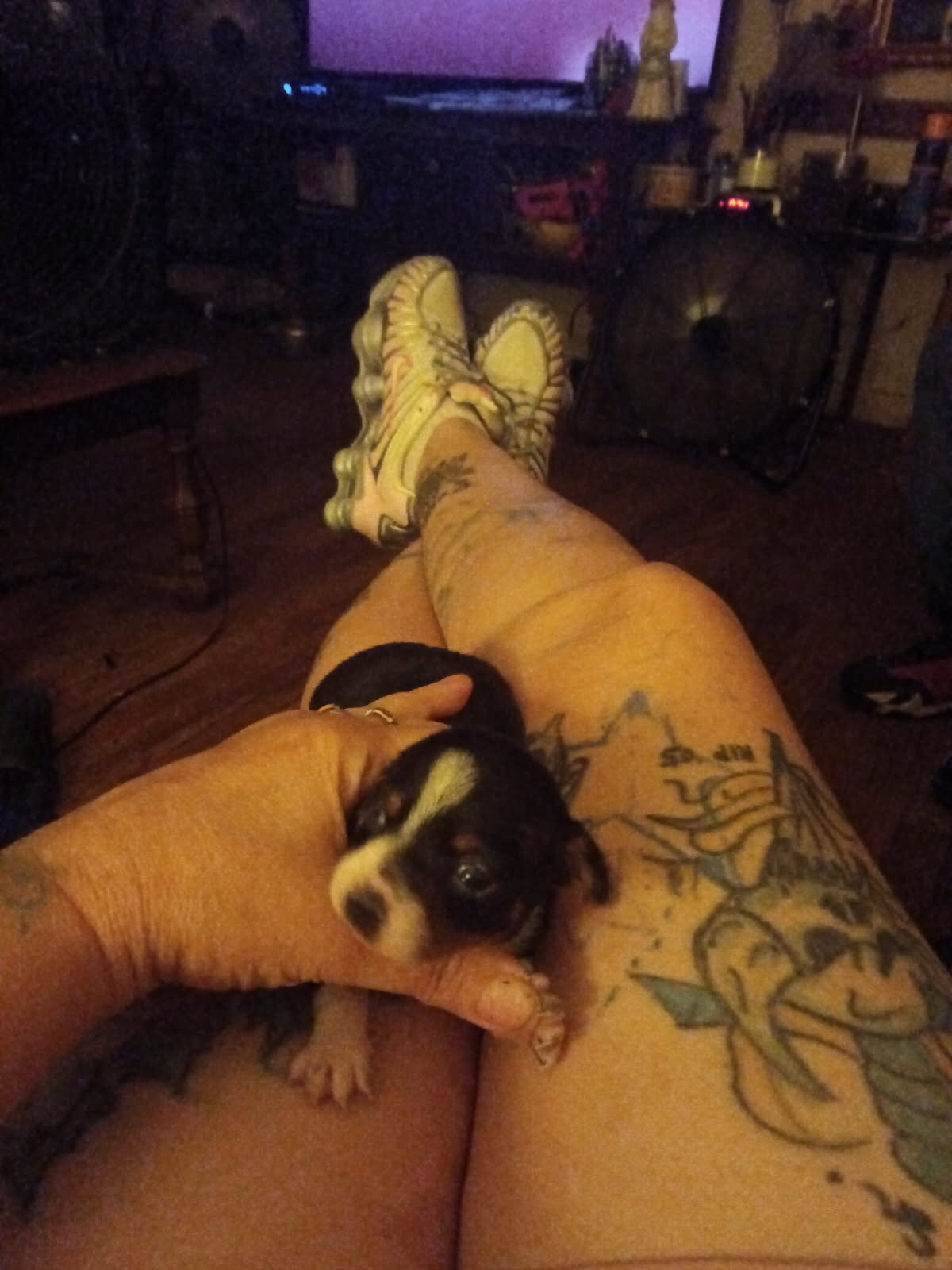 Chiweenie puppies image 3