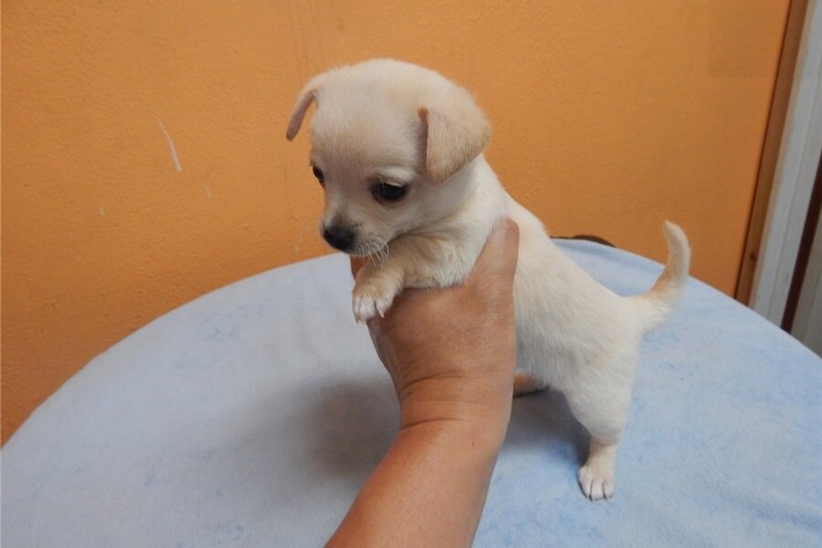 Male and Female Teacup Chihuahua Puppies image 1