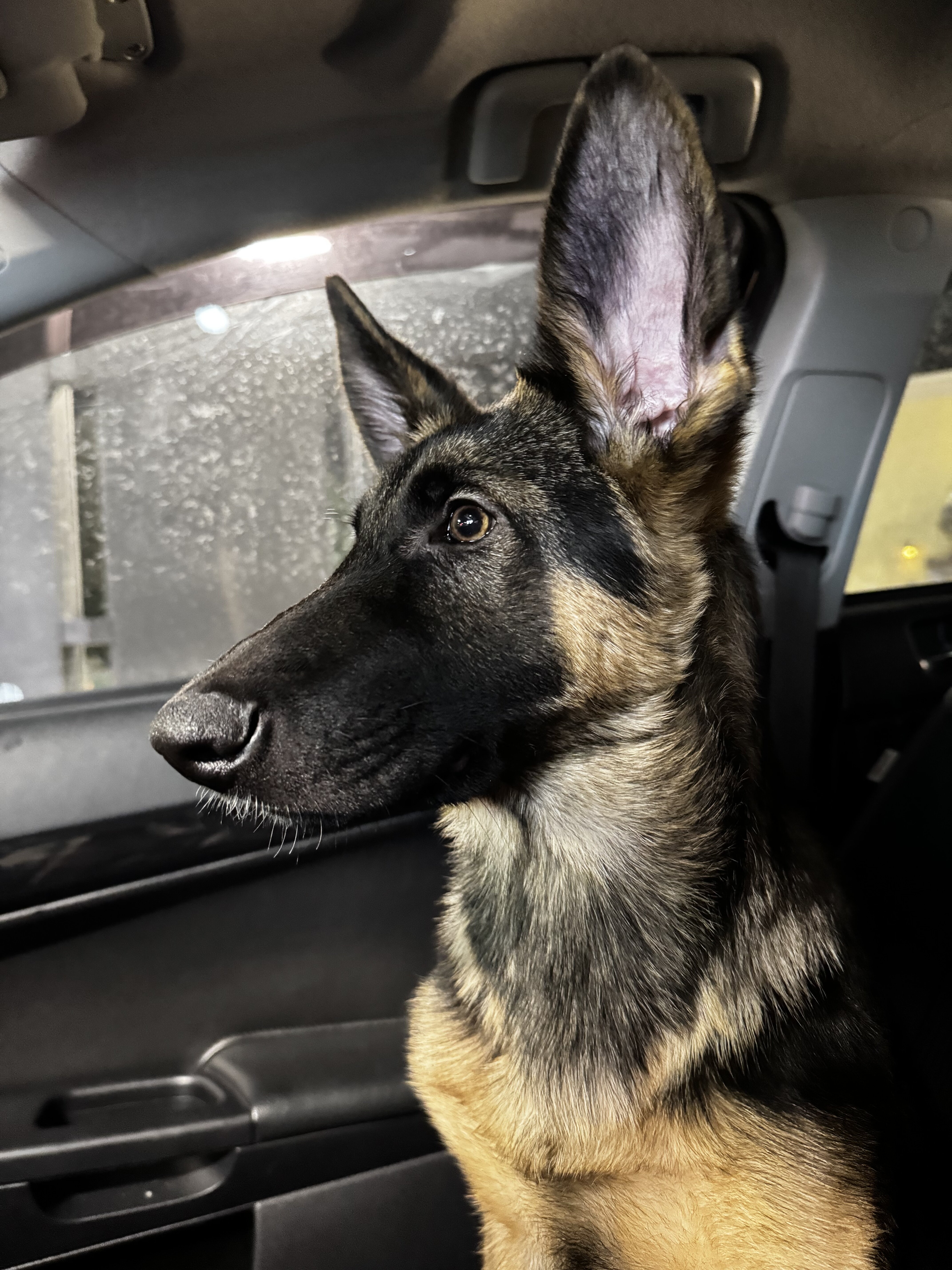 German Shepherd image 1