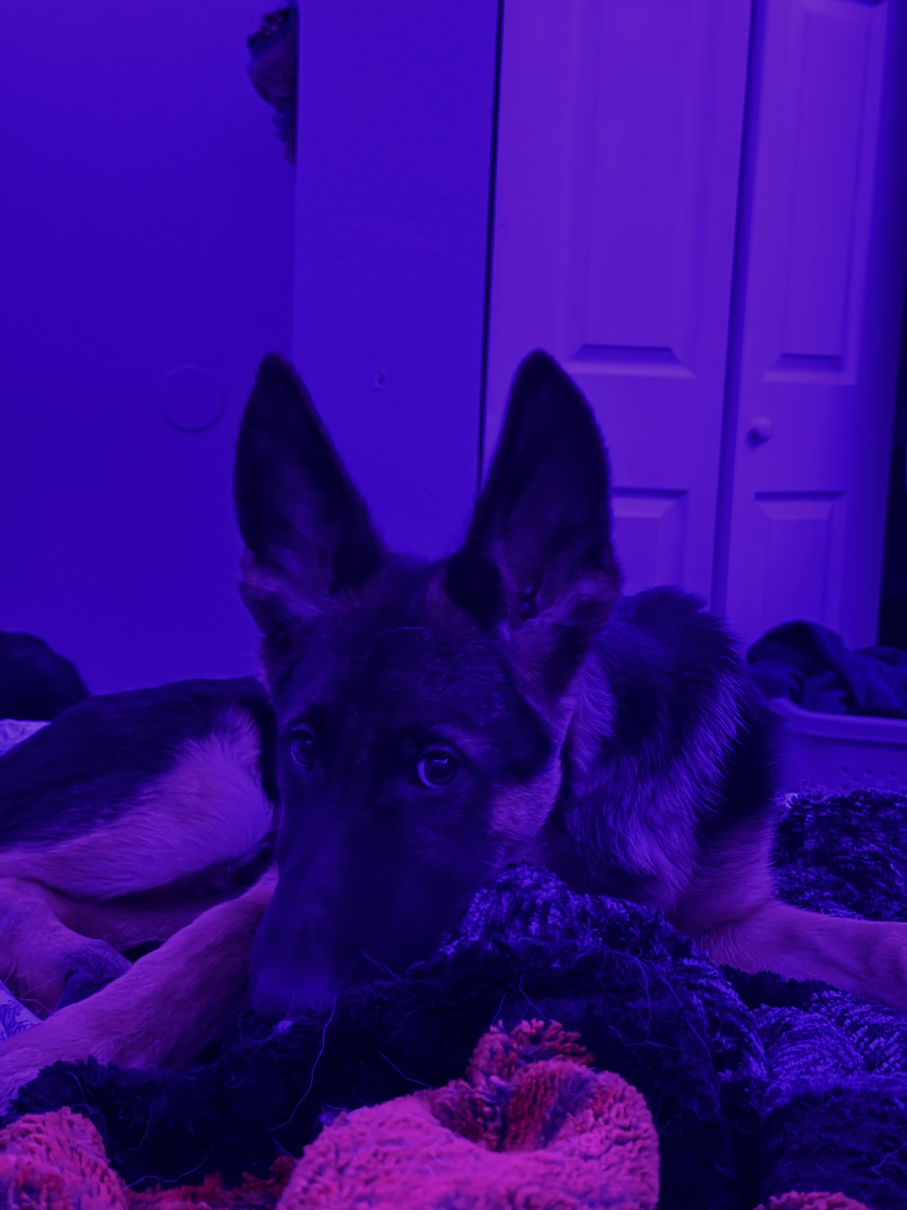 German Shepherd image 5