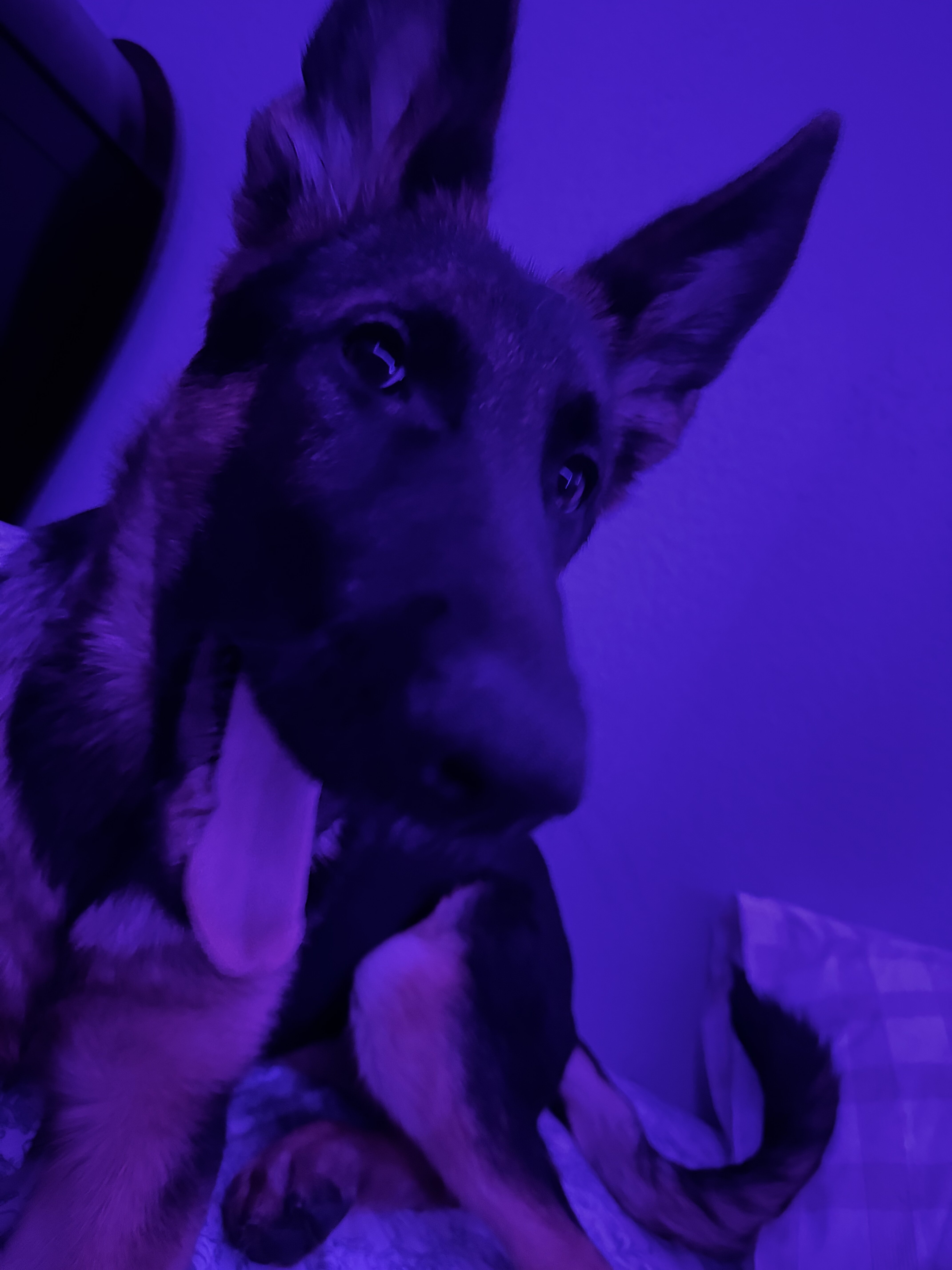 German Shepherd image 2