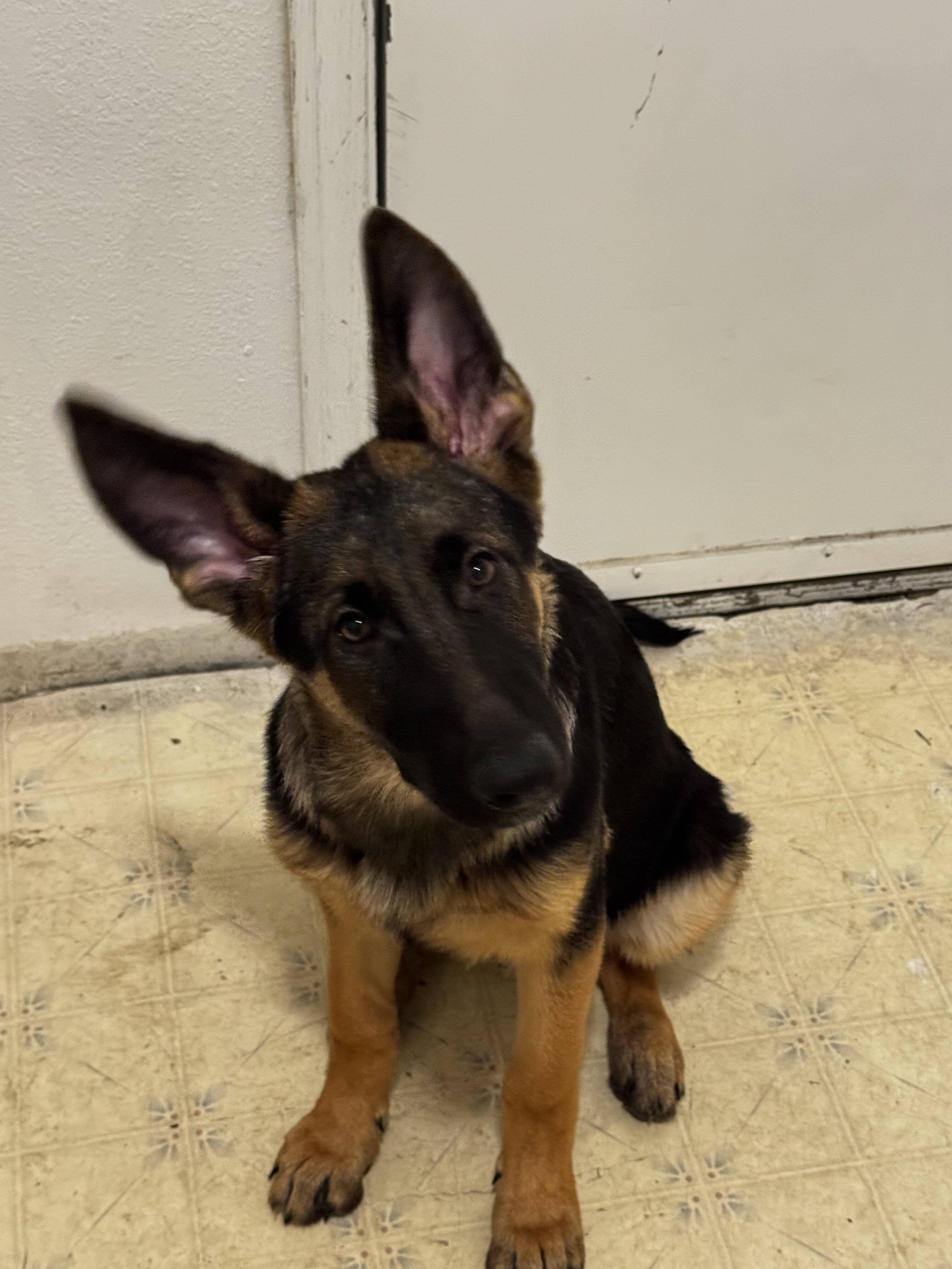 German Shepherd image 3