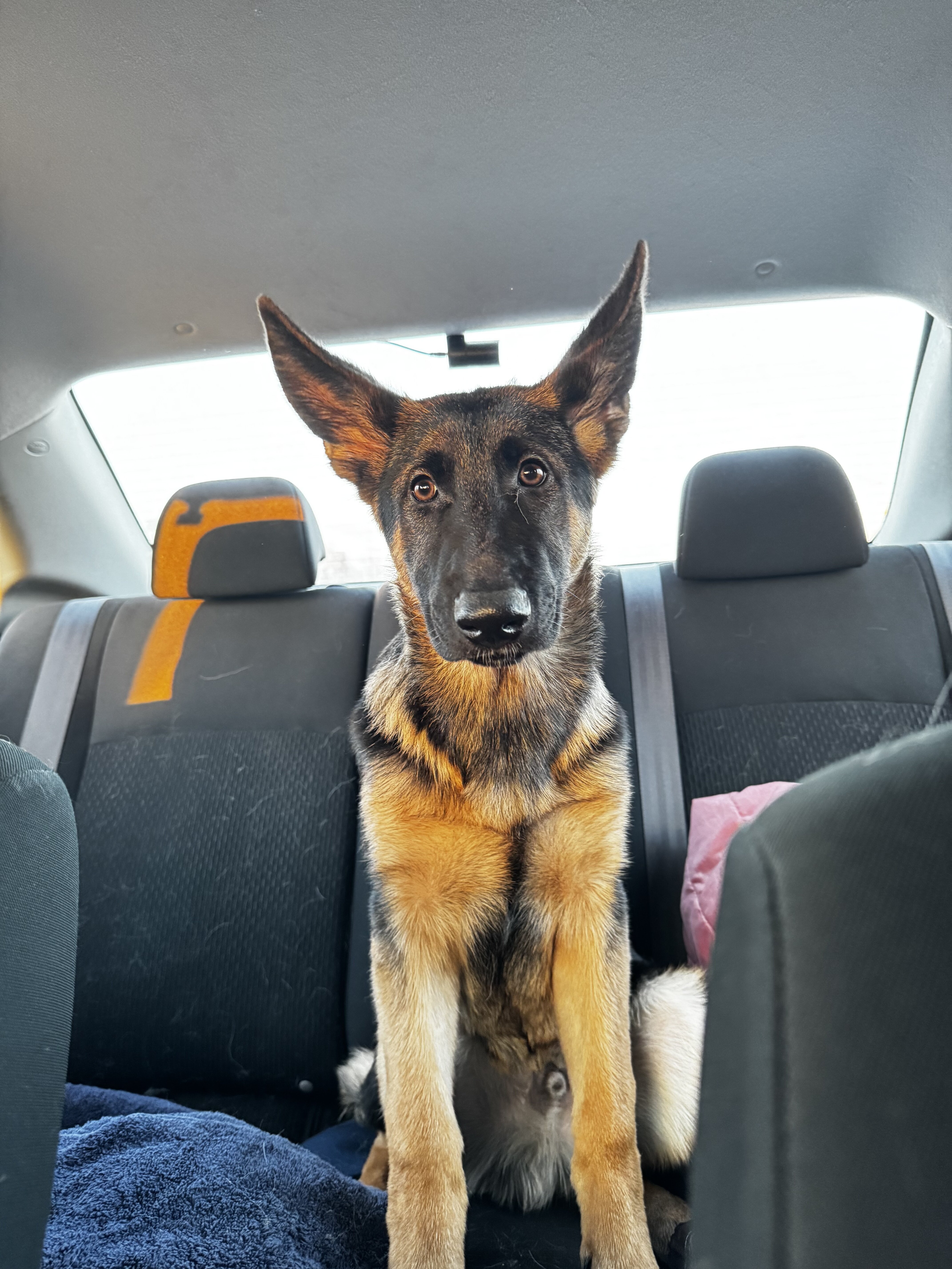 German Shepherd image 4