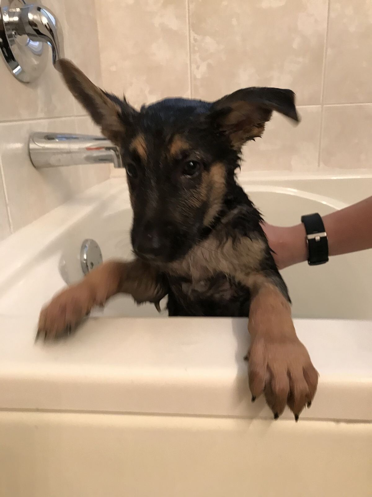 Adorable Puppy Ready for Loving image 1