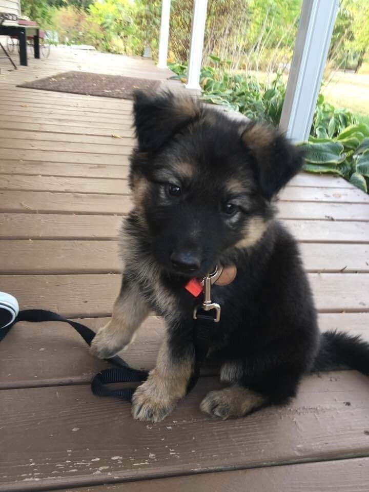 Adorable Puppy Ready for Loving image 4