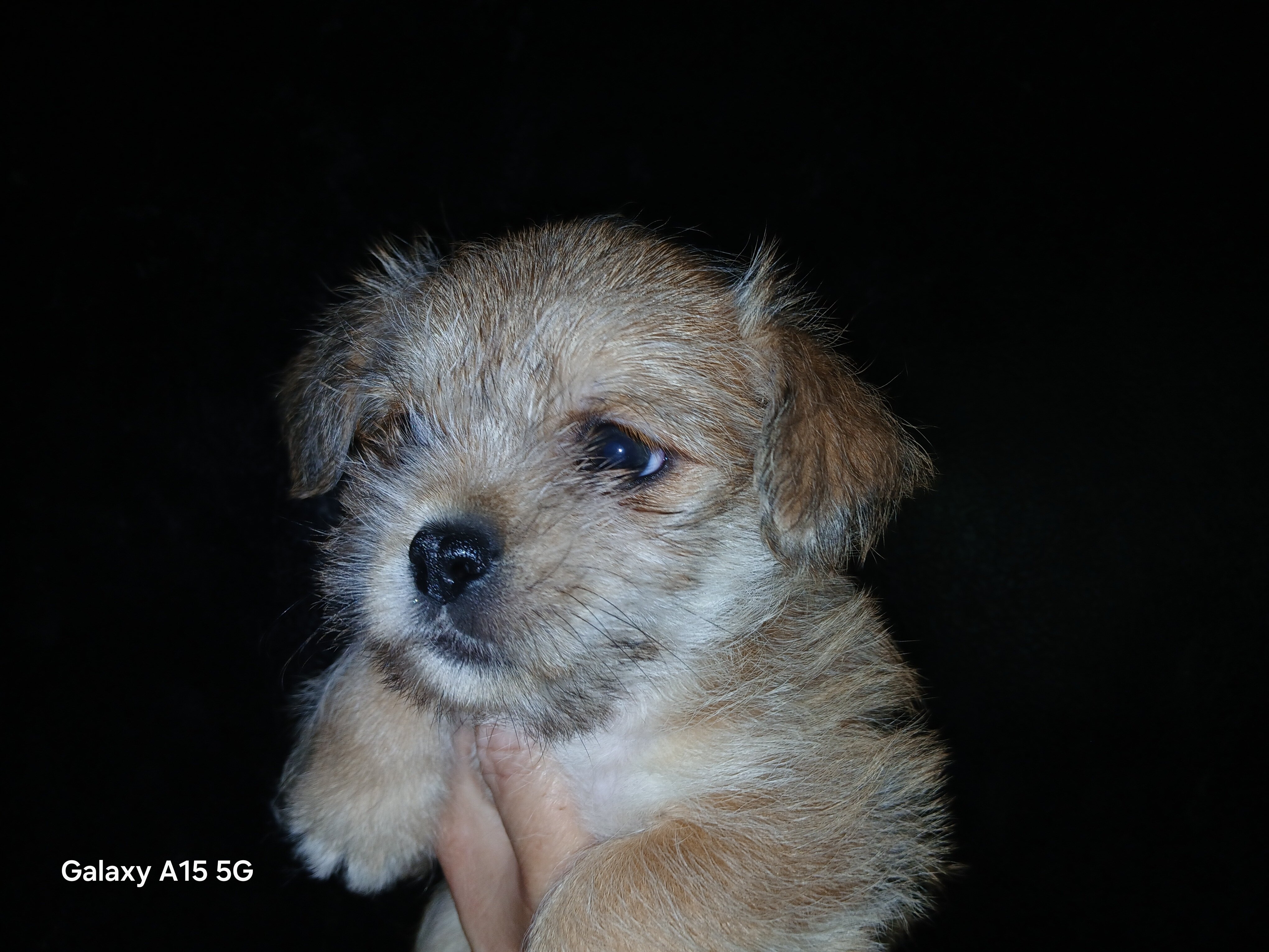 Puppy image 2