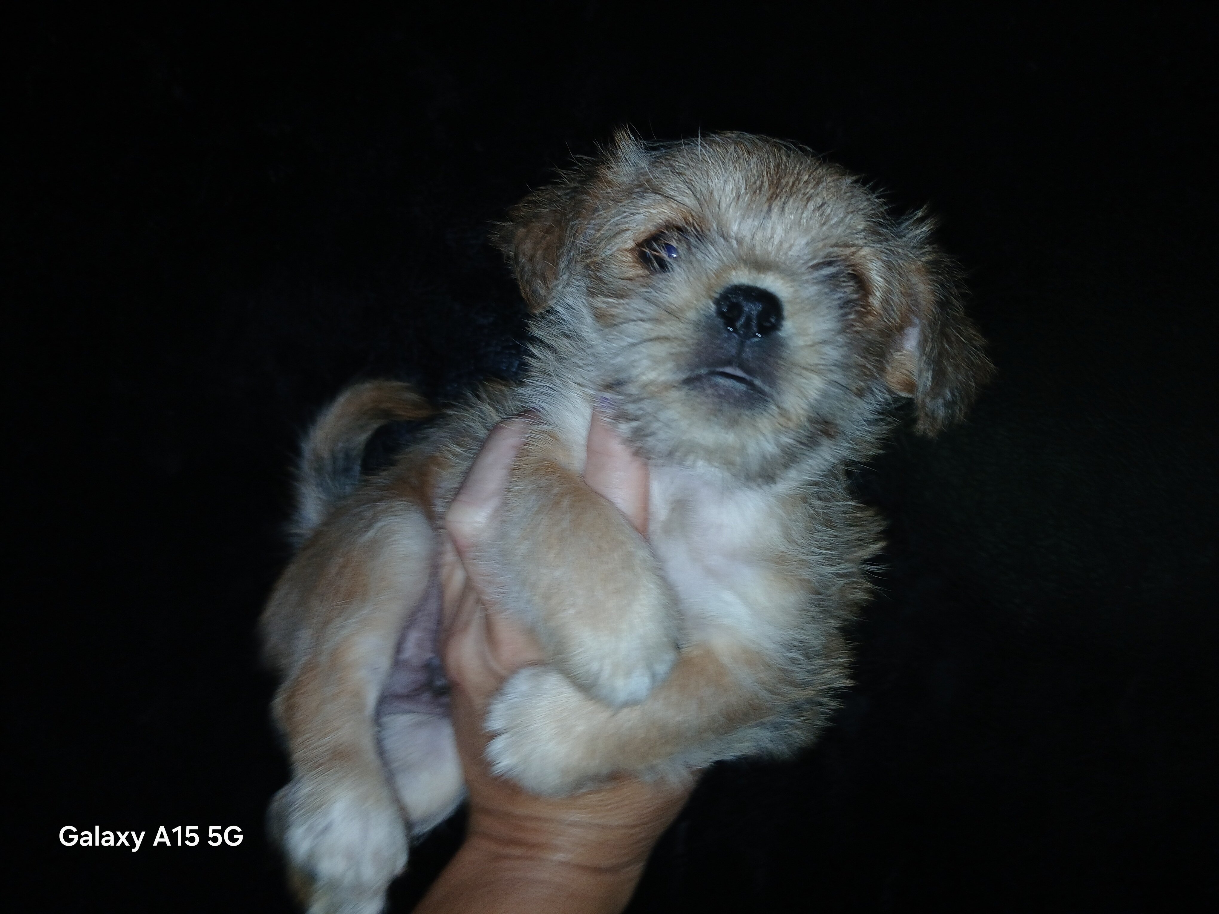 Puppy image 1