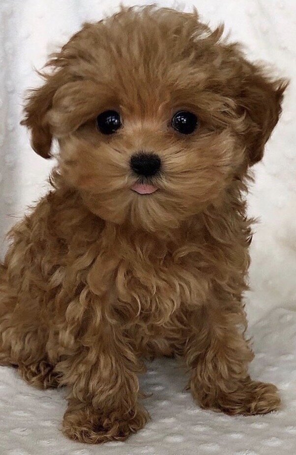 PawLux Puppies image 2