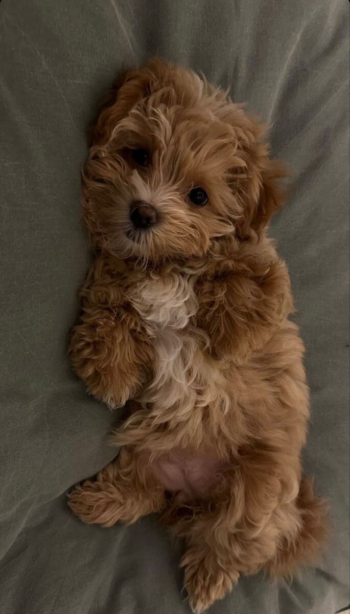 PawLux Puppies image 3