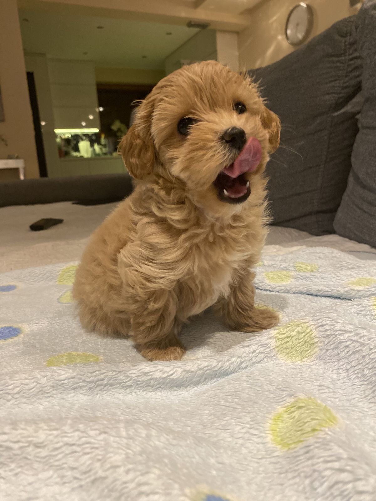 PawLux Puppies image 1