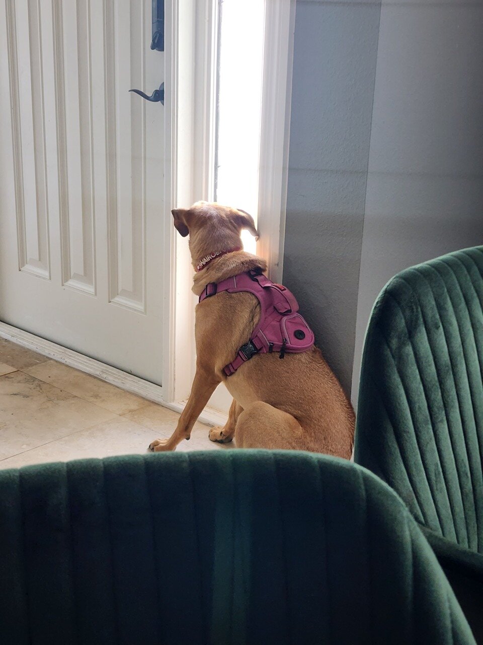 Dog image 3