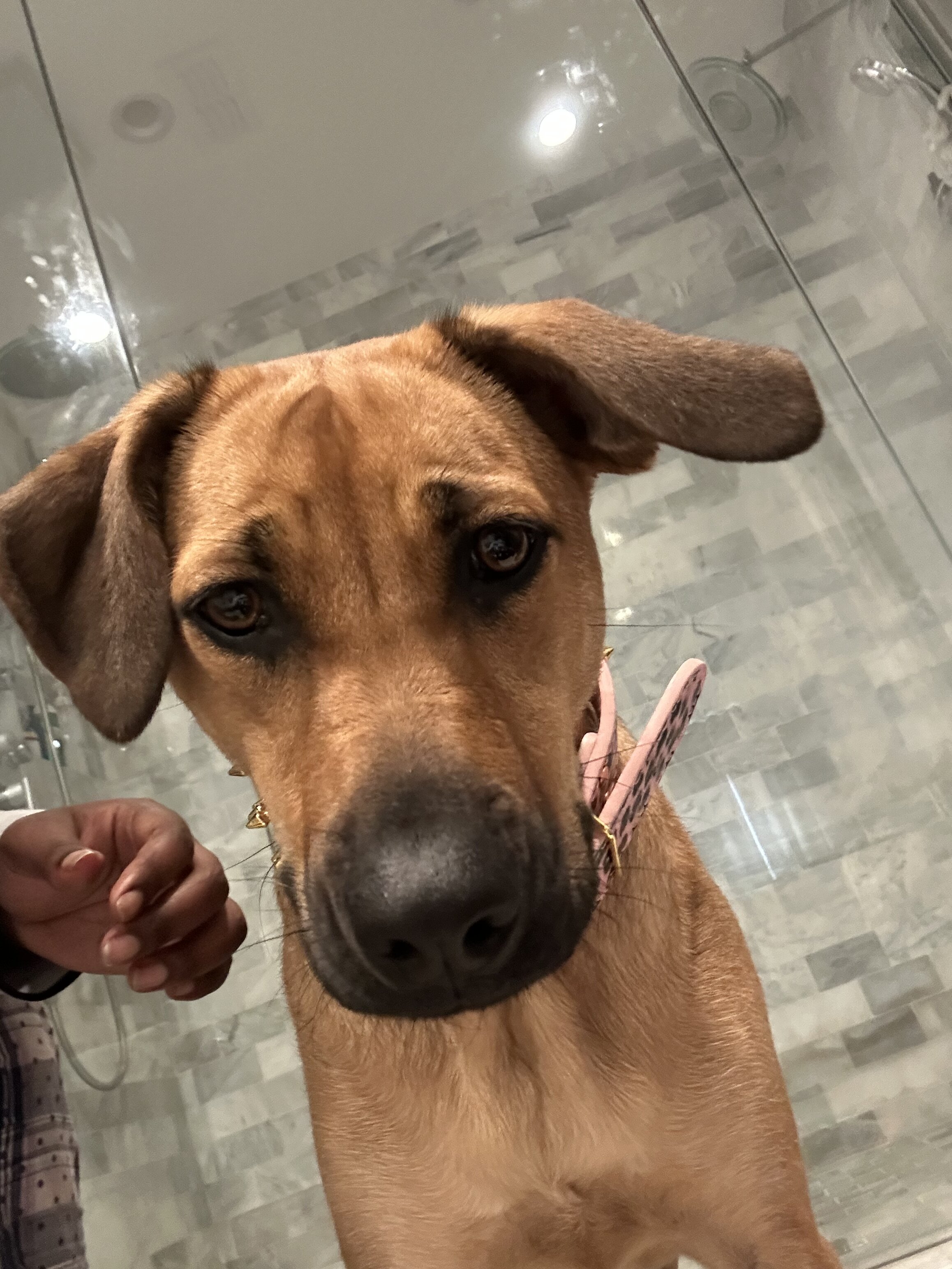 Dog image 2