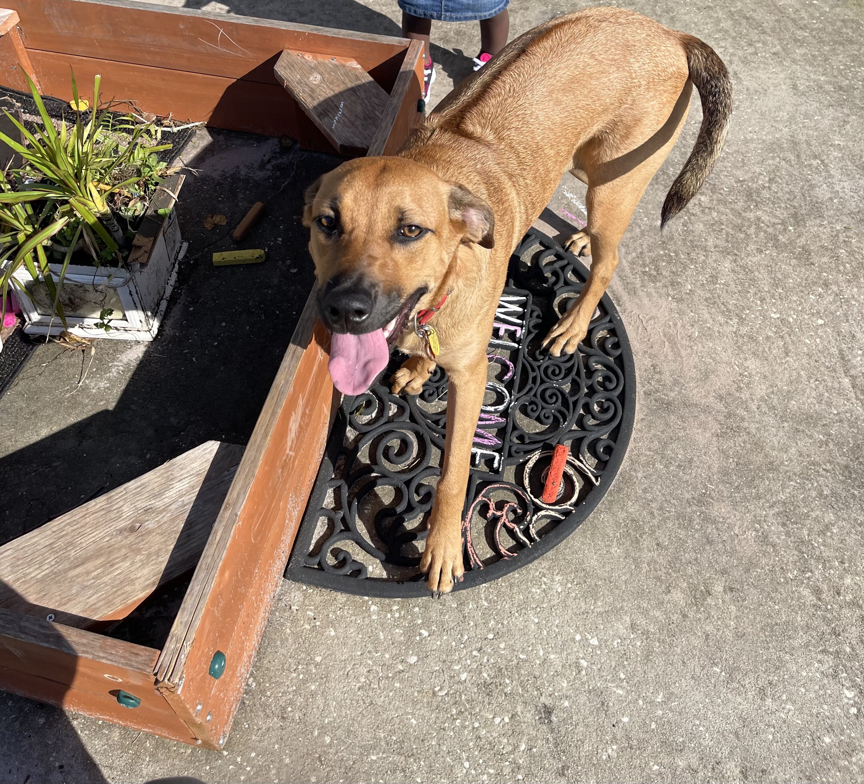 Dog image 1