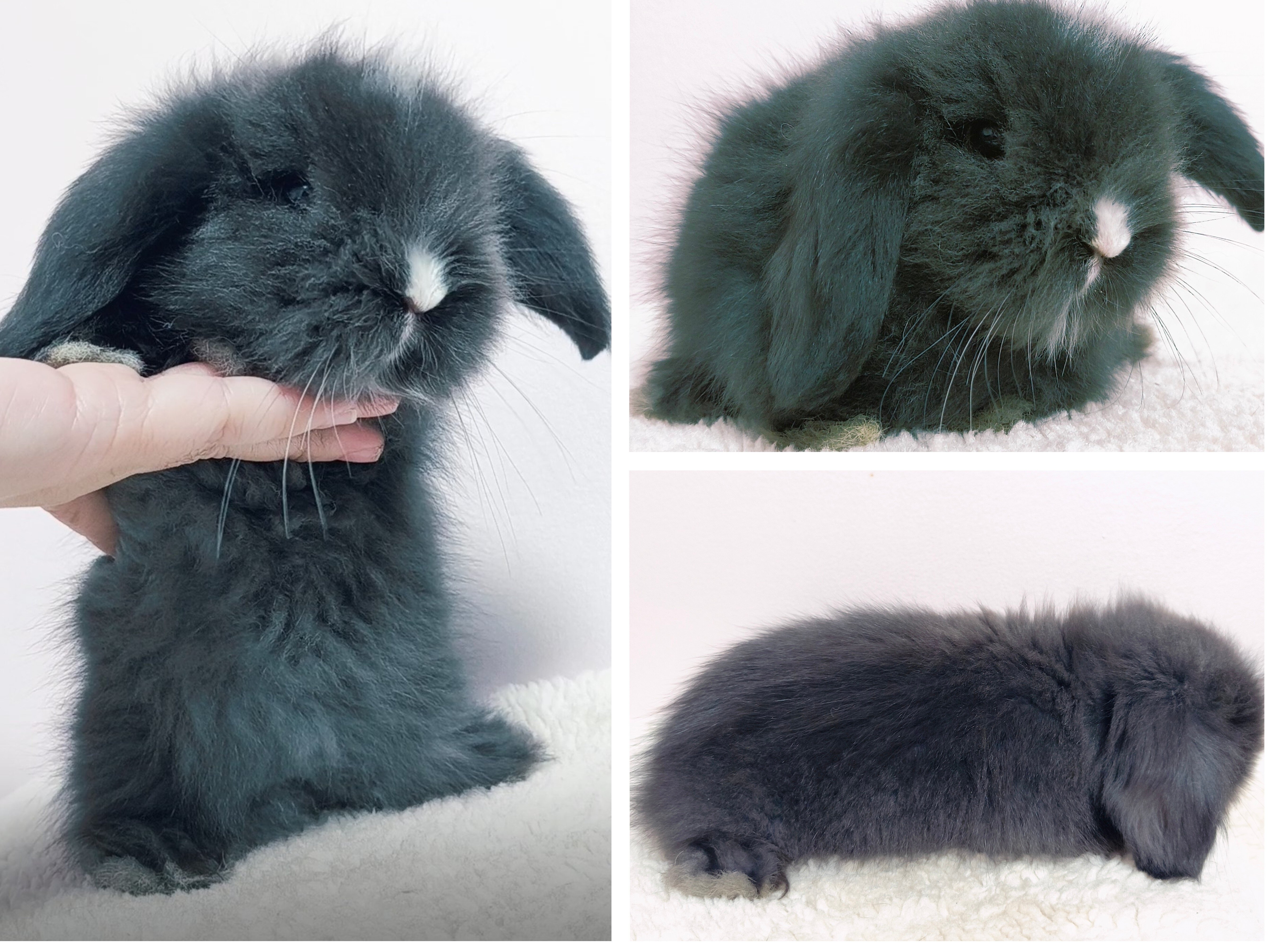 Teddywidder Lop rabbit baby image 1