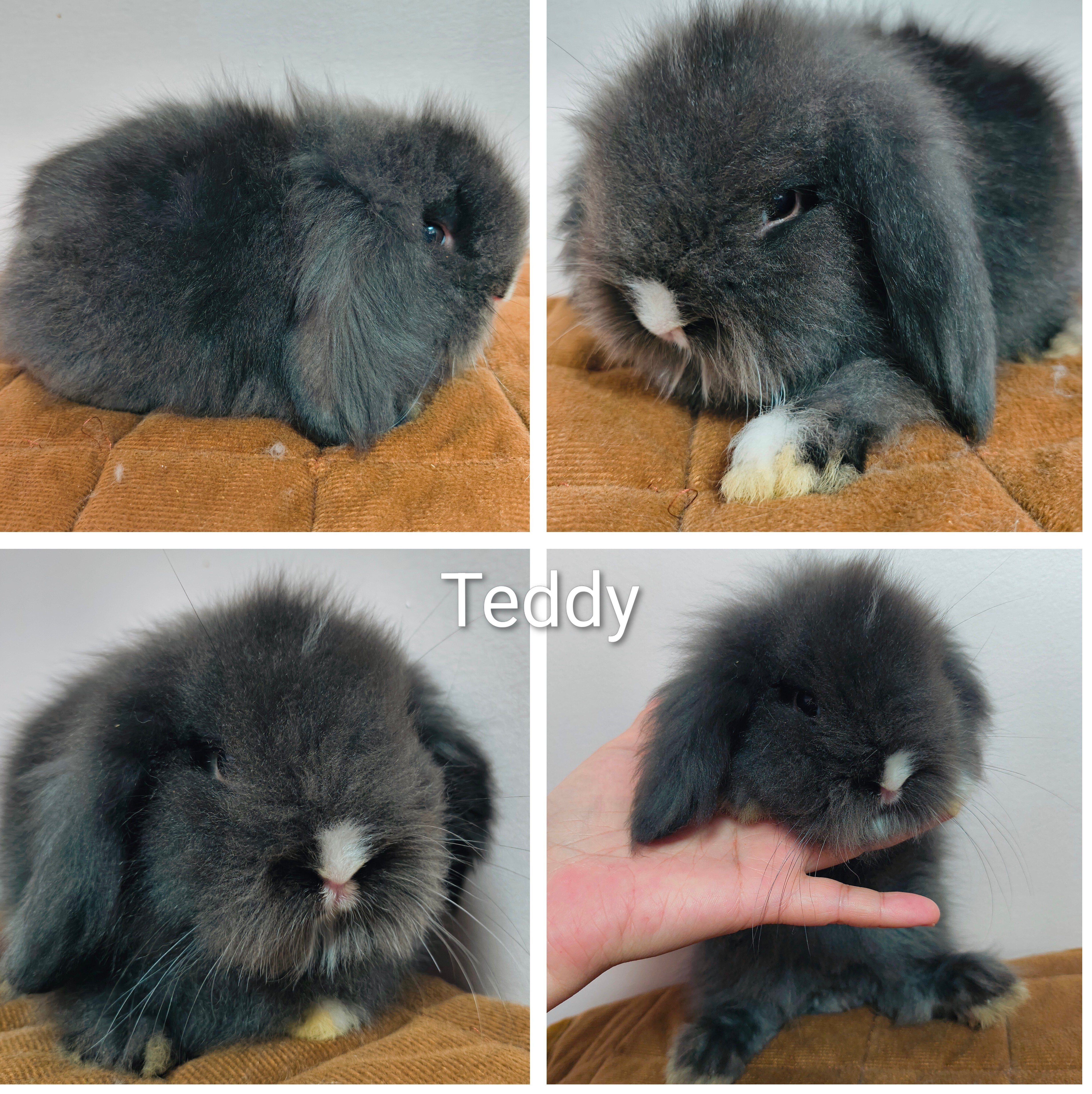 Teddywidder Lop rabbit baby image 2