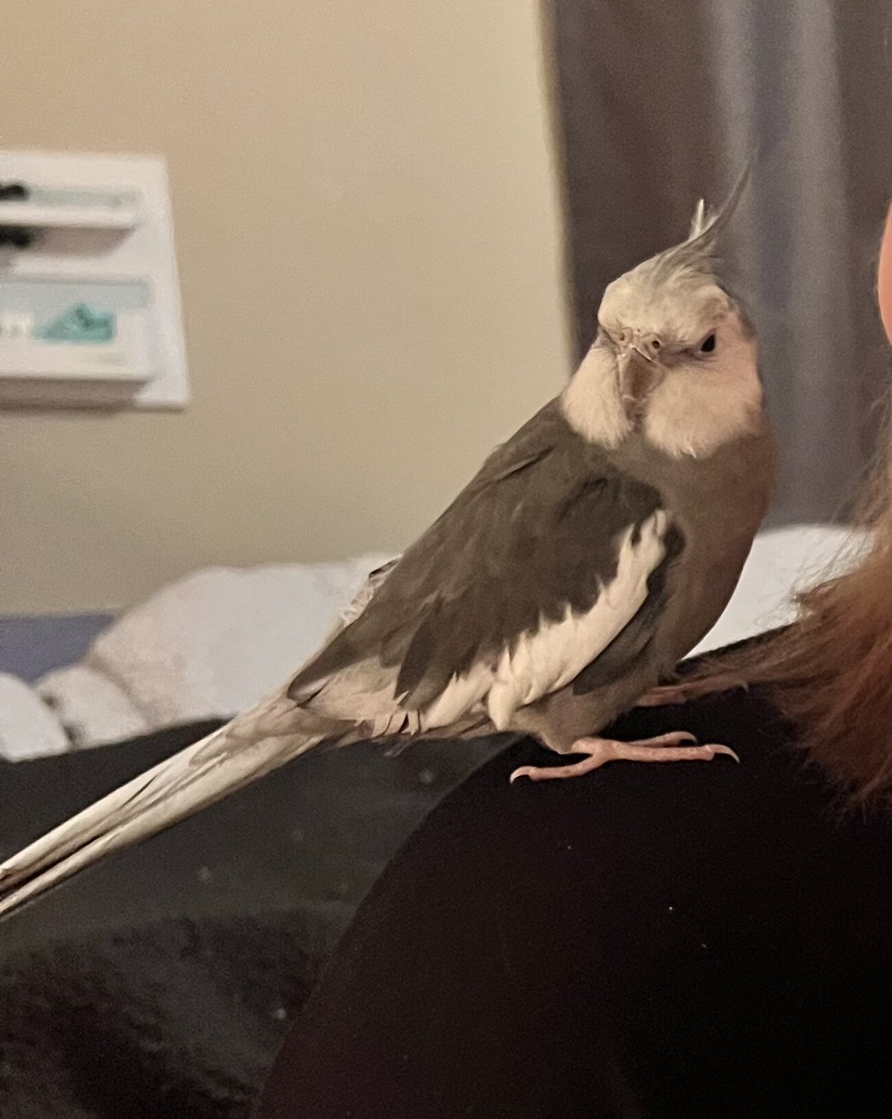 Grey and white cockatiel image 1