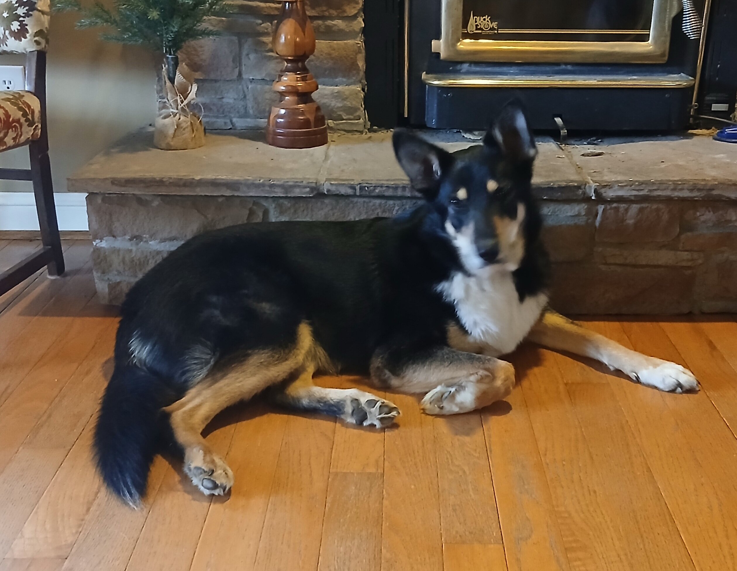 Shepherd mix young dog image 1