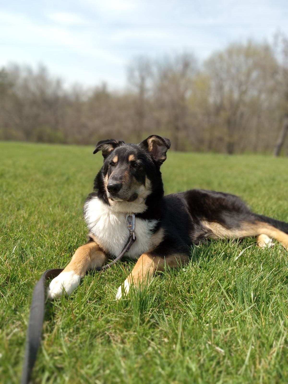 Shepherd mix young dog image 3