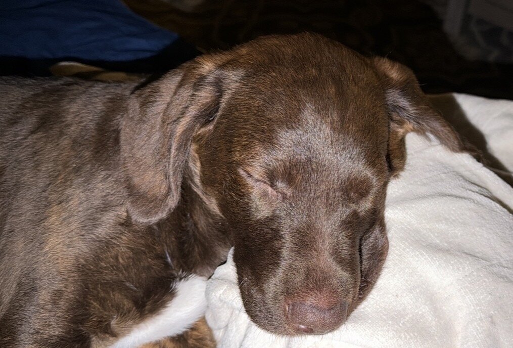 Teddy-Lab mix dog image 3