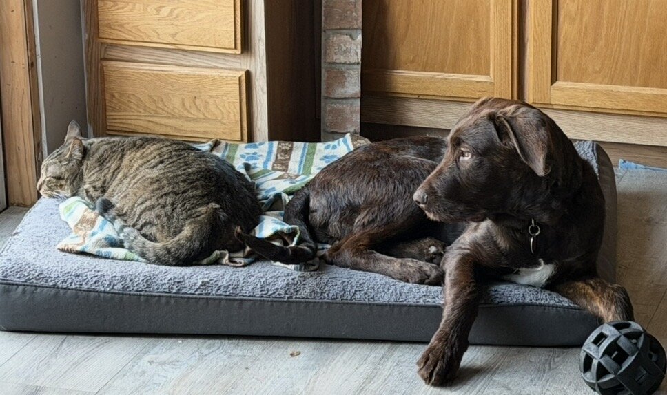 Teddy-Lab mix dog image 2