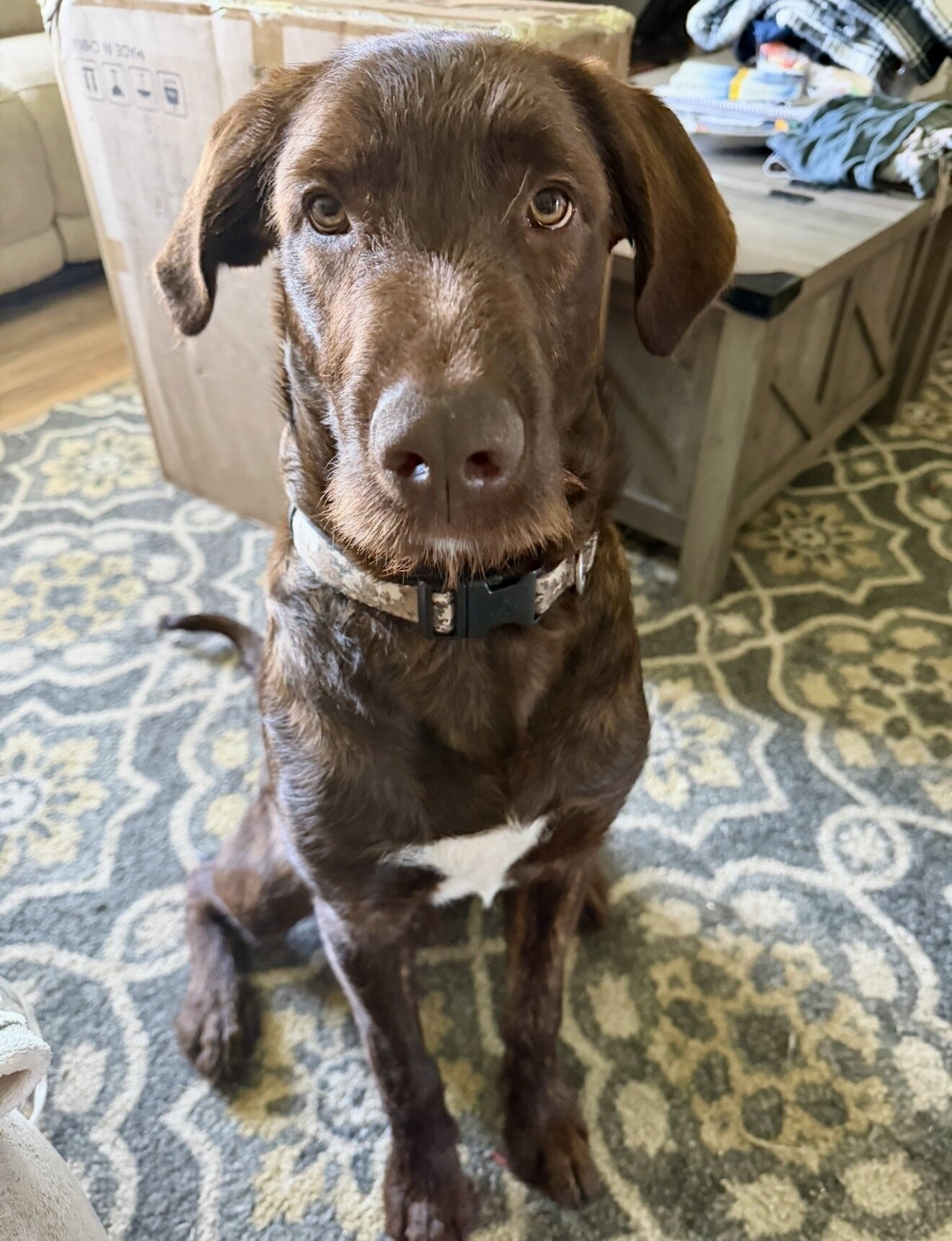 Teddy-Lab mix dog image 1