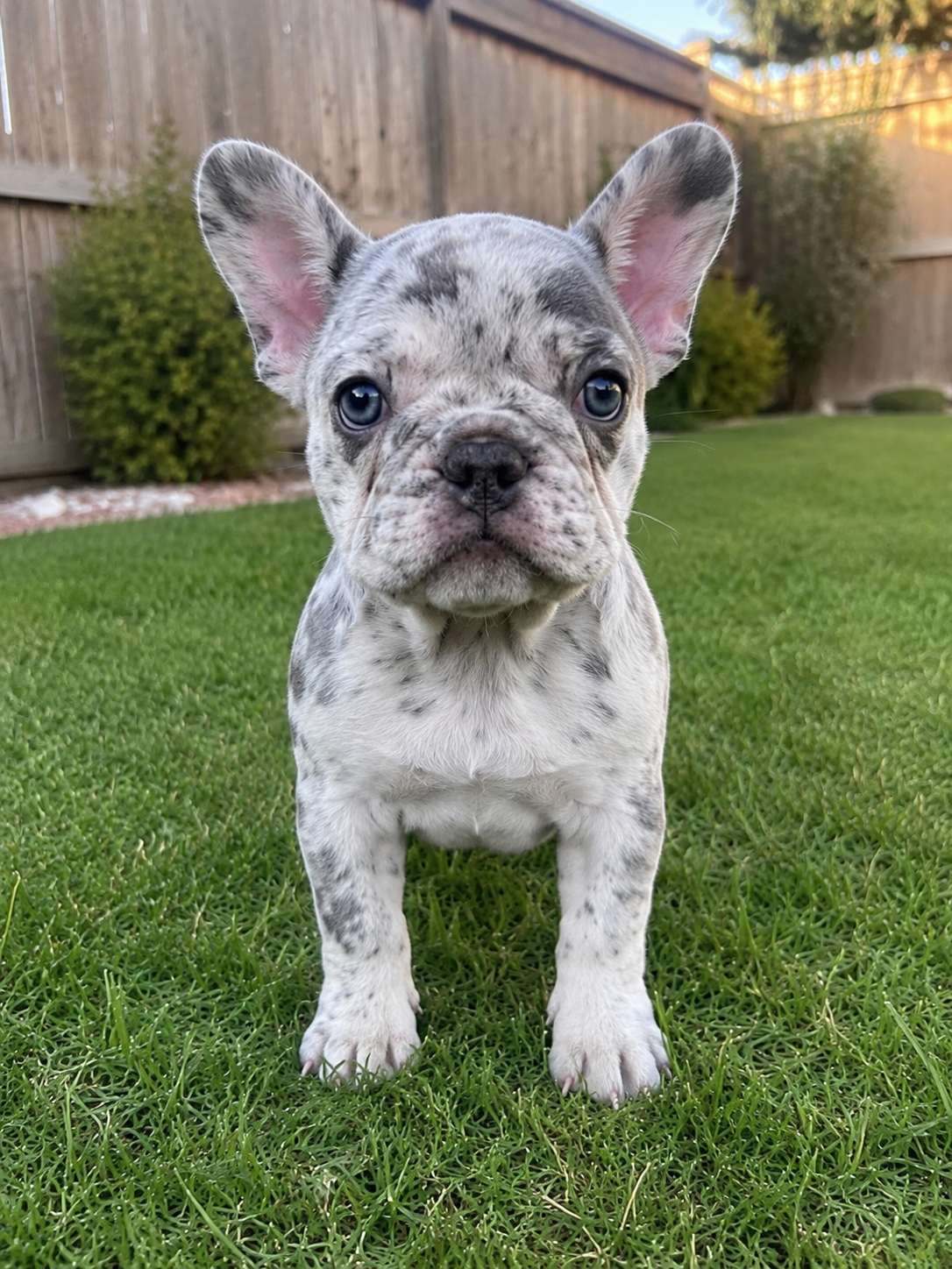 Dogs image 1