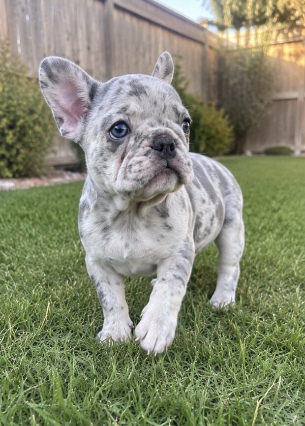 Dogs image 3