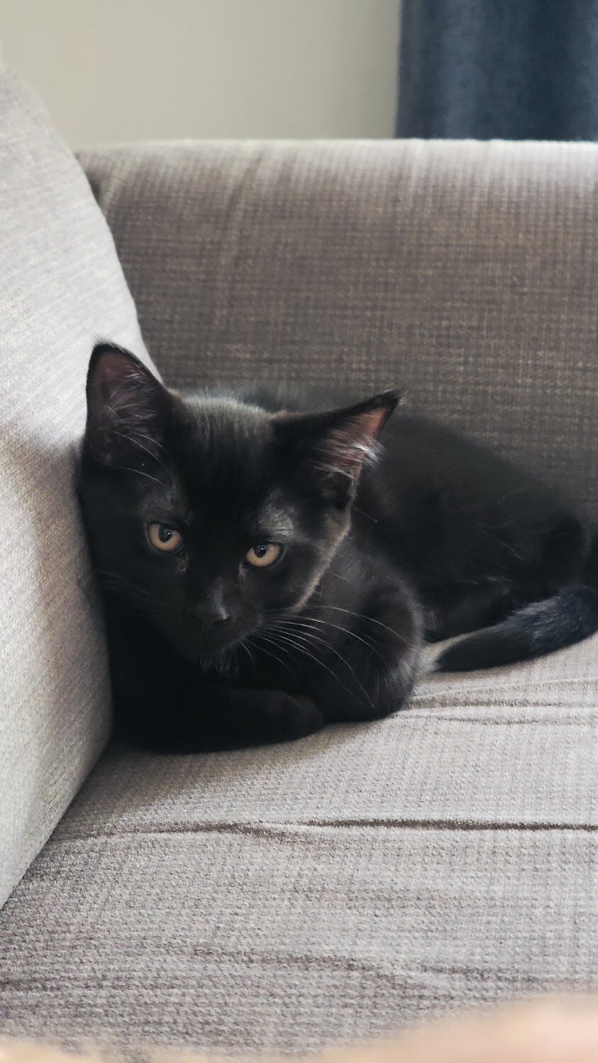 Noodle the kitten image 4