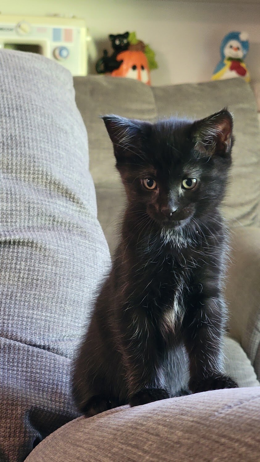 Noodle the kitten image 3