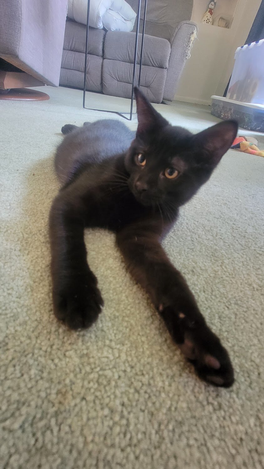 Noodle the kitten image 2