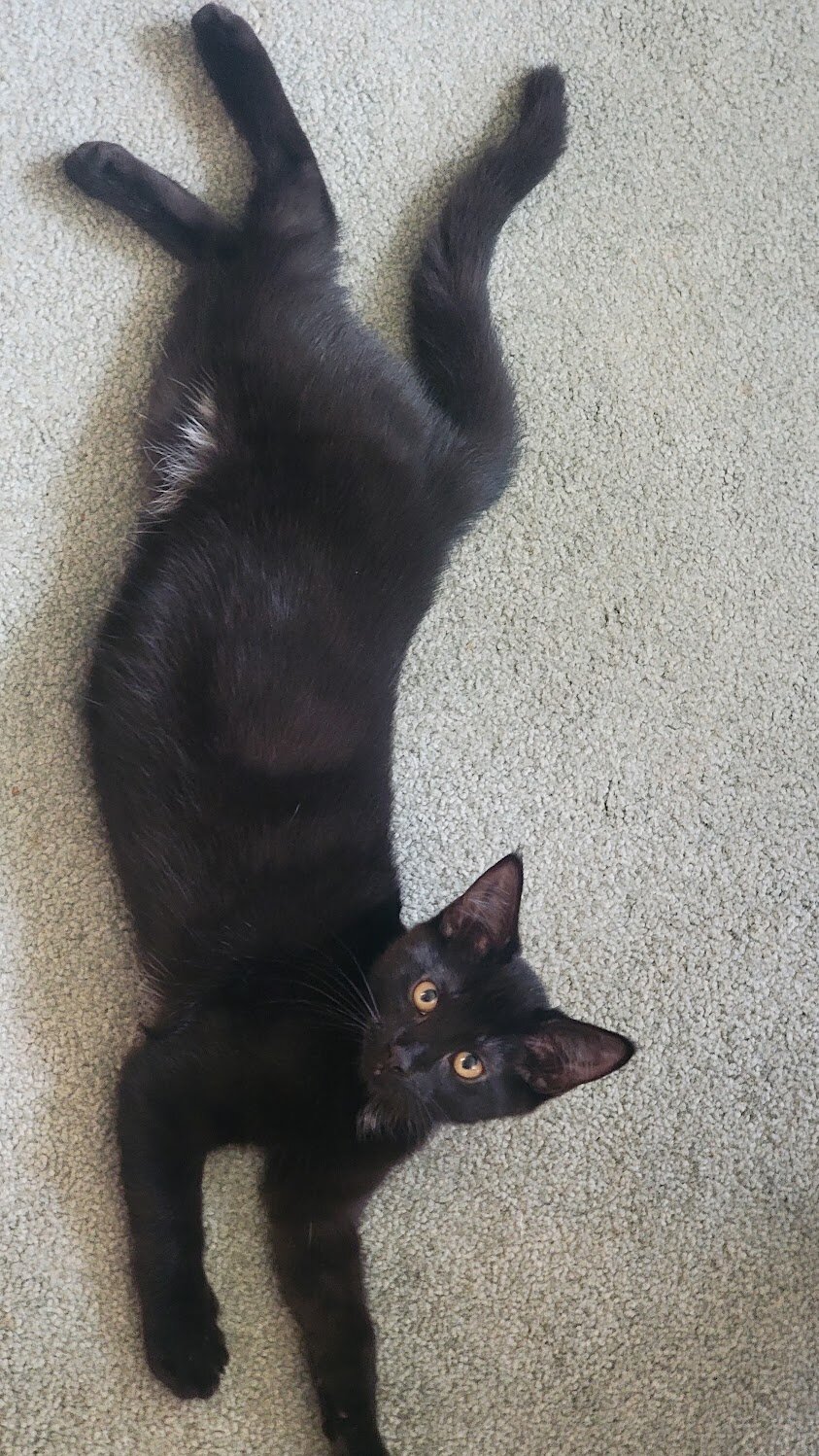 Noodle the kitten image 1