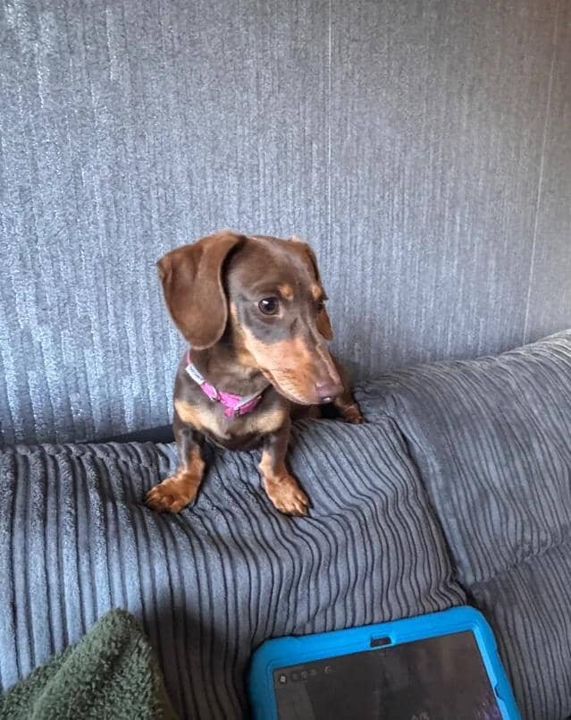 Two miniature dachshunds Miniature Dachshund image 1